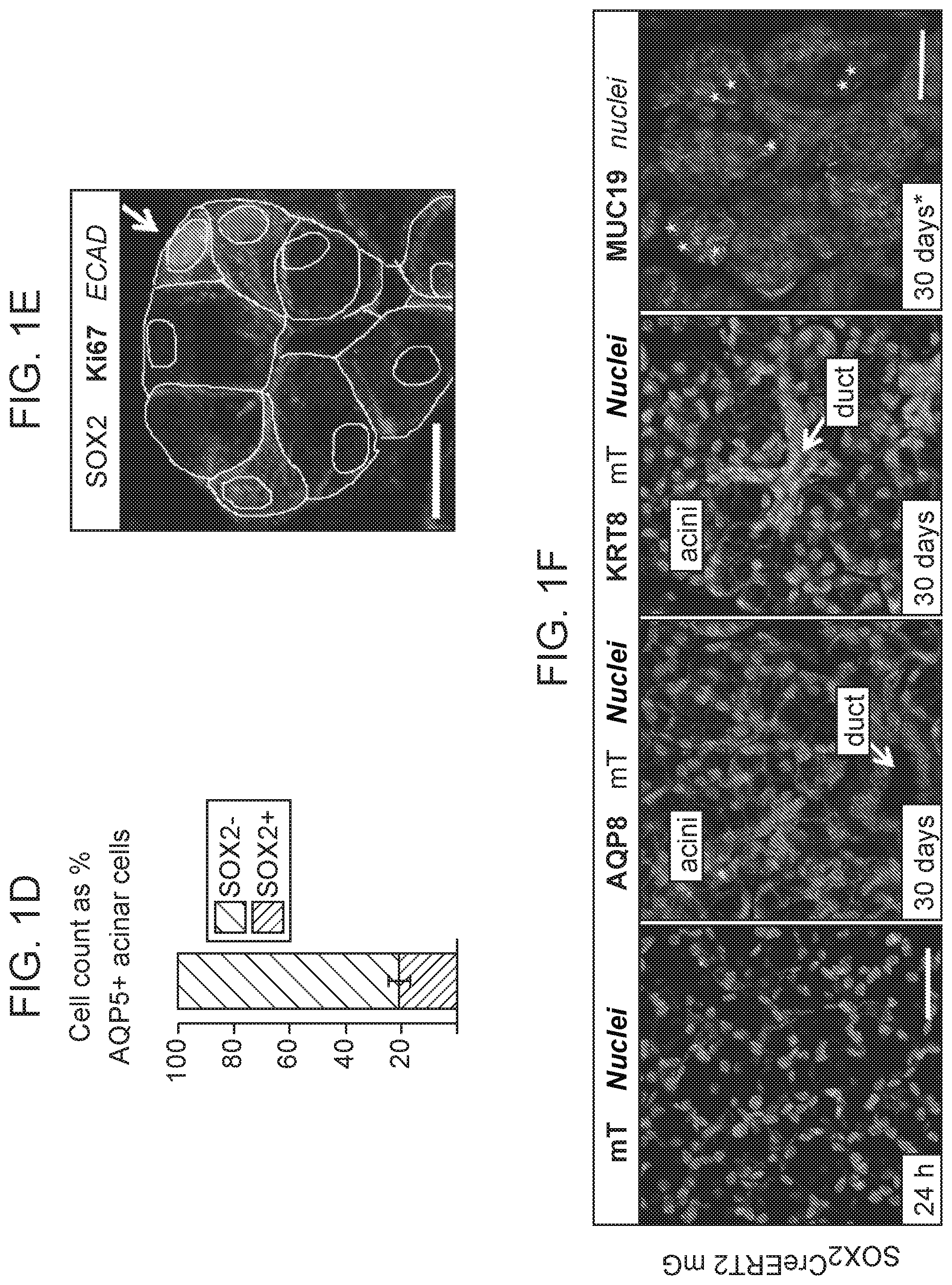 Patent US12310954 Figure 2 – Salivary gland regeneration