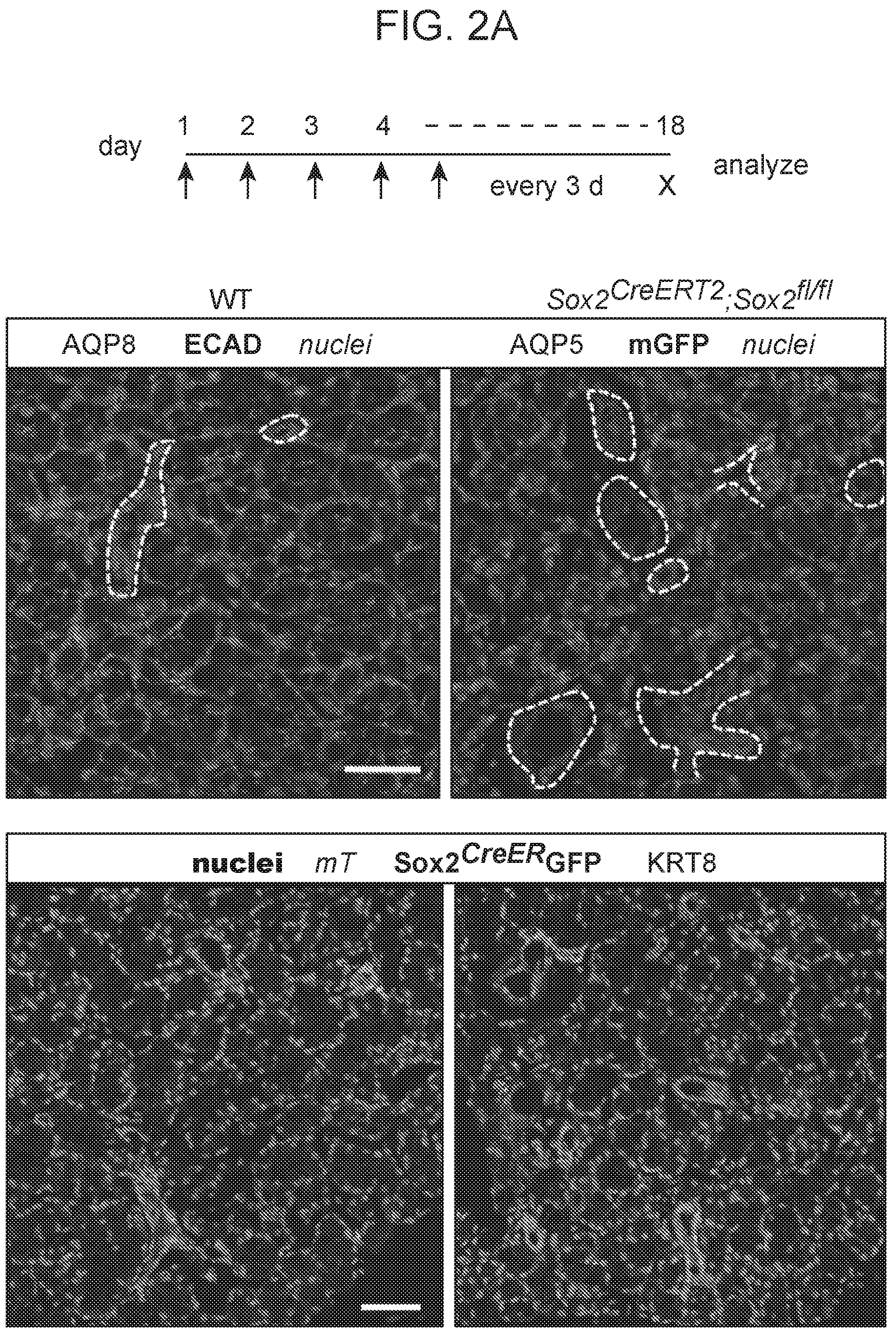 Patent US12310954 Figure 3 – Salivary gland regeneration
