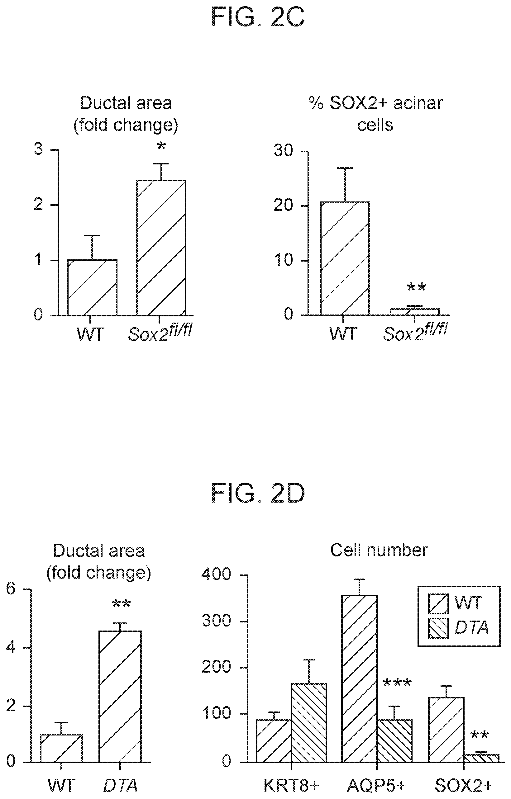 Patent US12310954 Figure 5 – Salivary gland regeneration