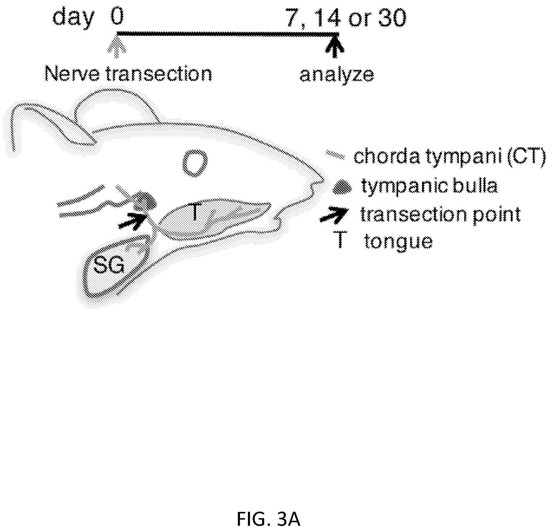 Patent US12310954 Figure 6 – Salivary gland regeneration