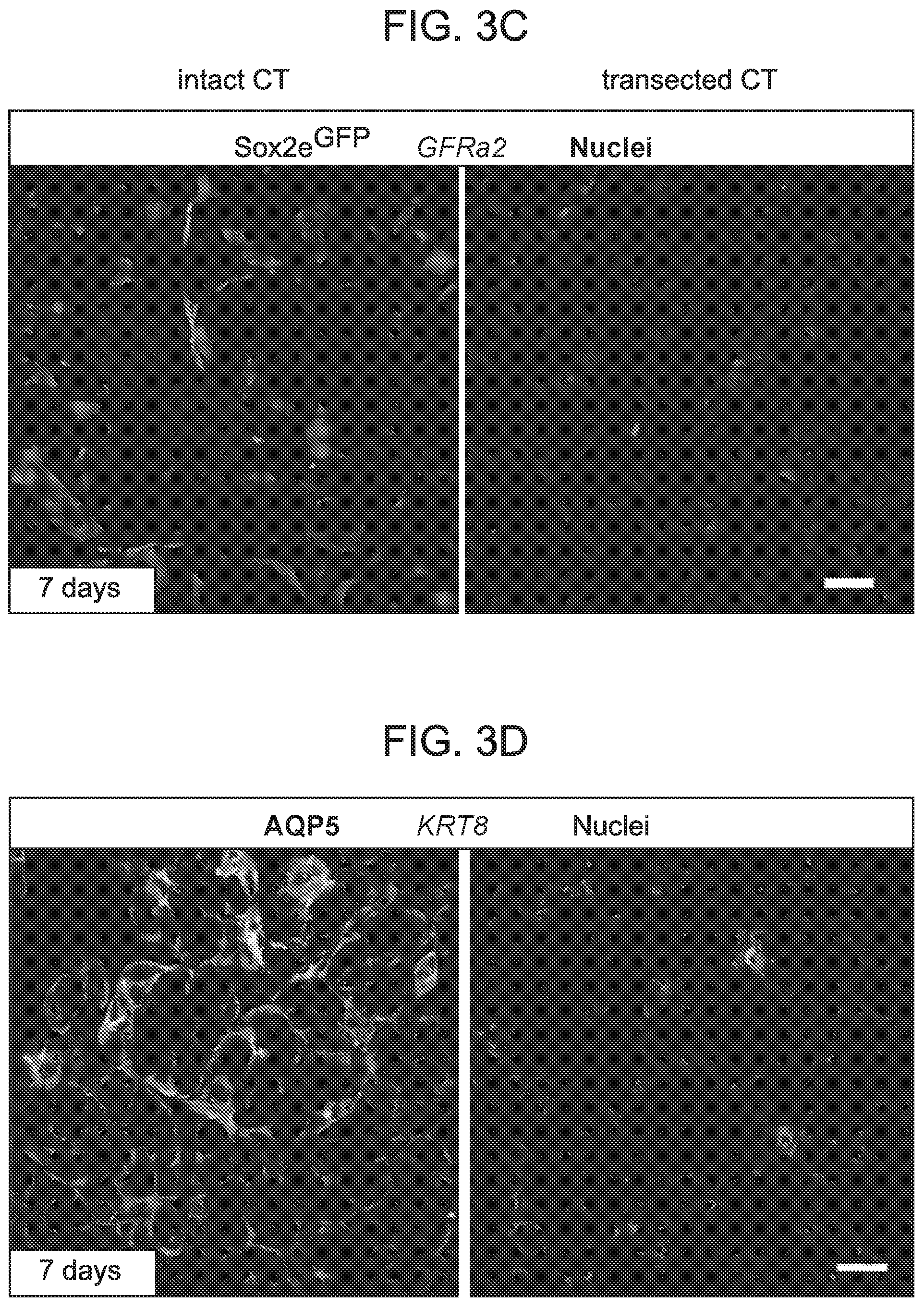 Patent US12310954 Figure 8 – Salivary gland regeneration