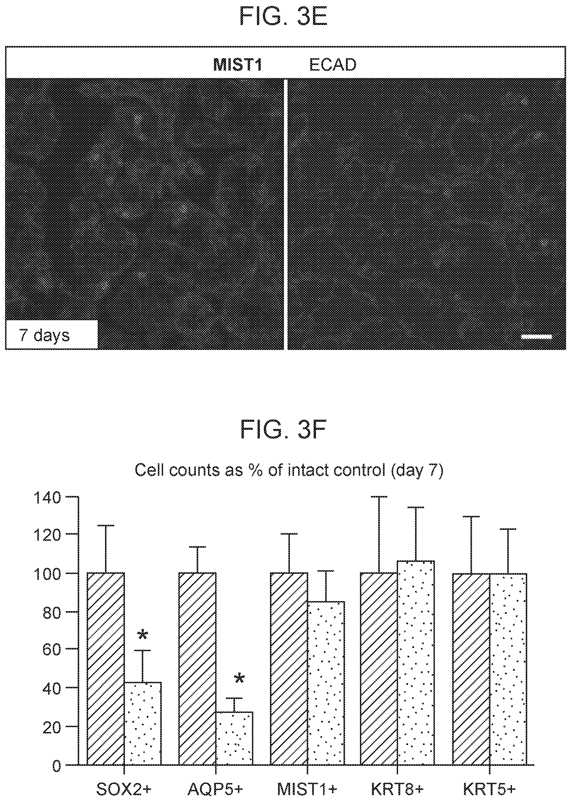 Patent US12310954 Figure 9 – Salivary gland regeneration