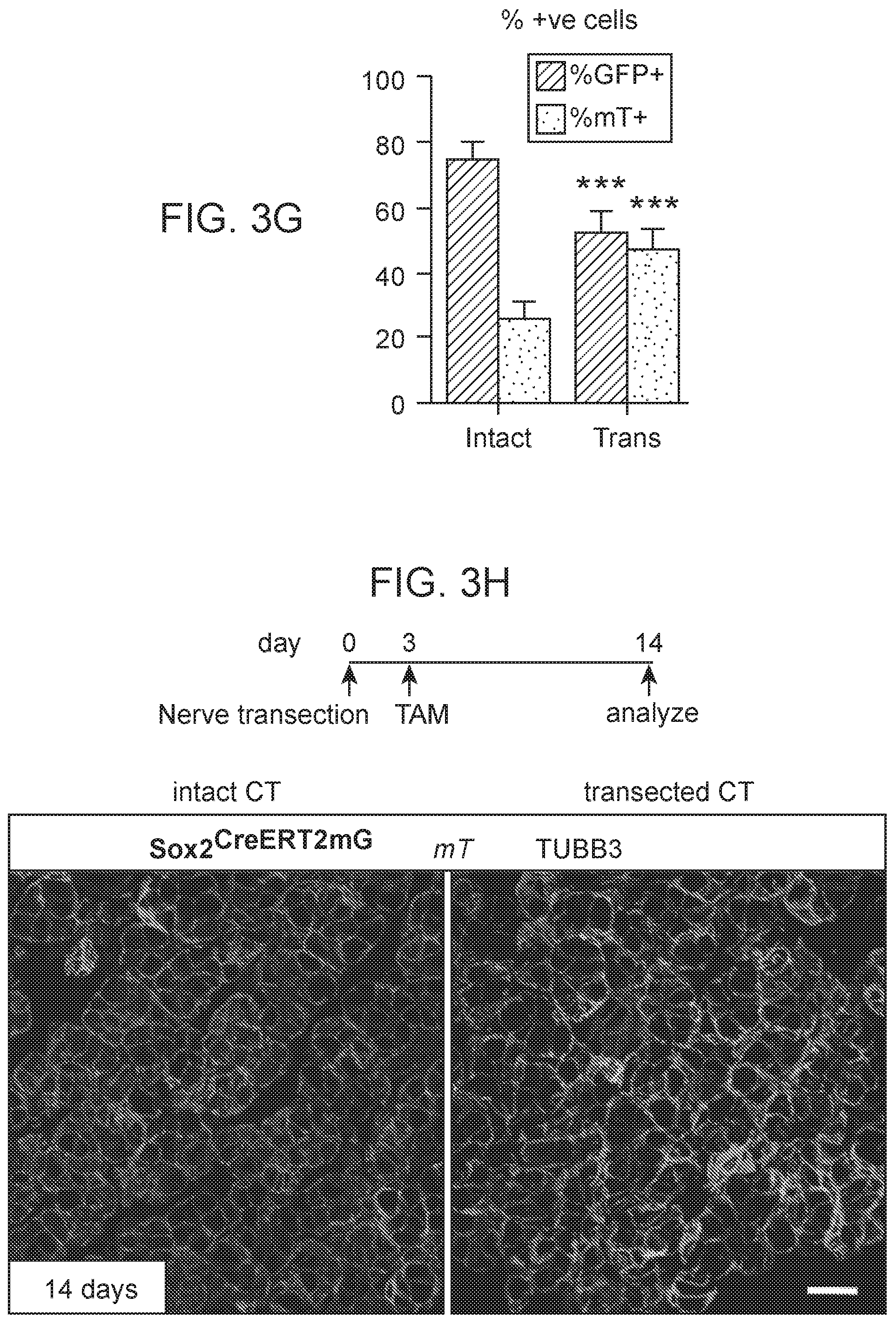 Patent US12310954 Figure 10 – Salivary gland regeneration