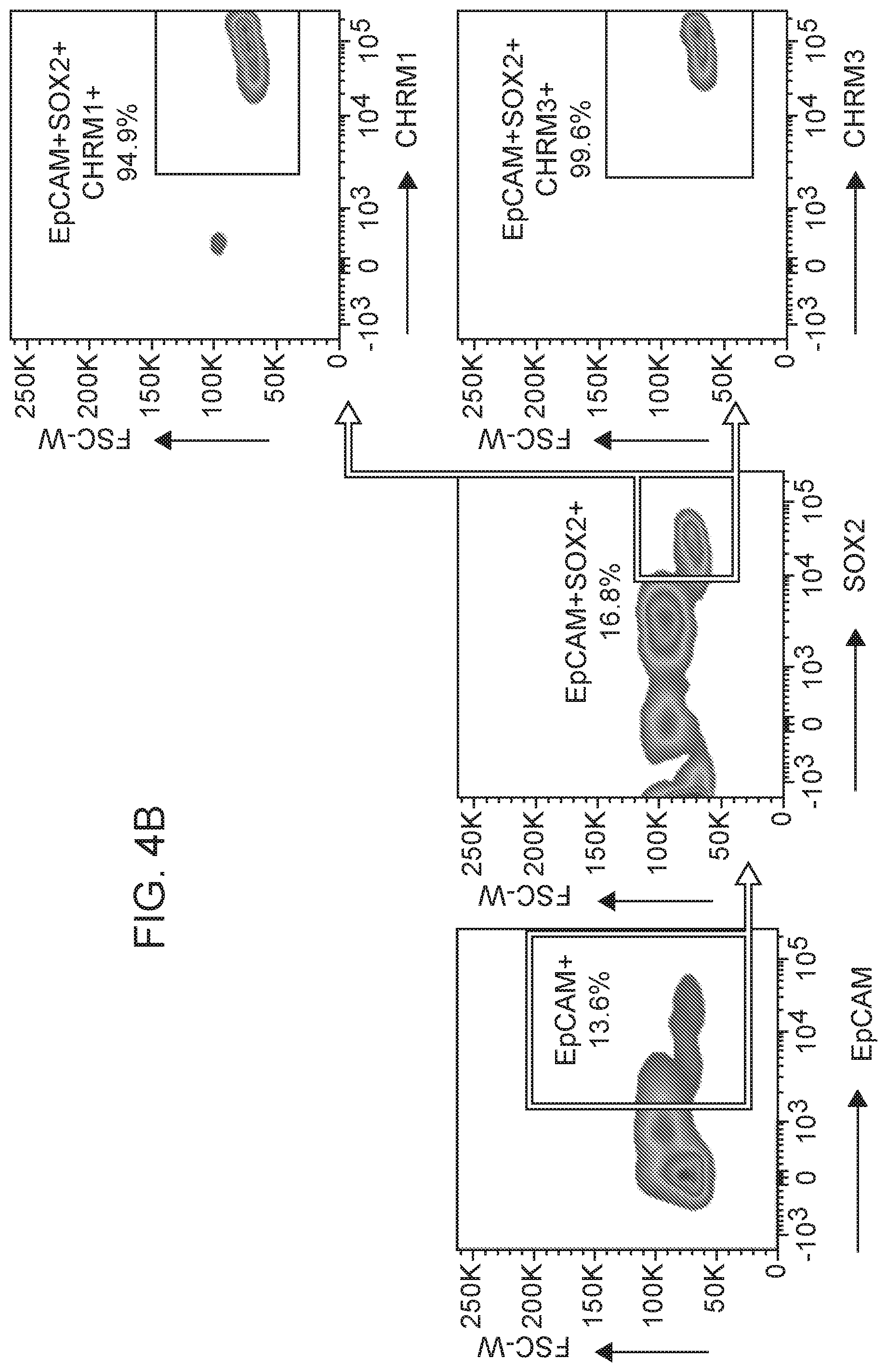 Patent US12310954 Figure 12 – Salivary gland regeneration