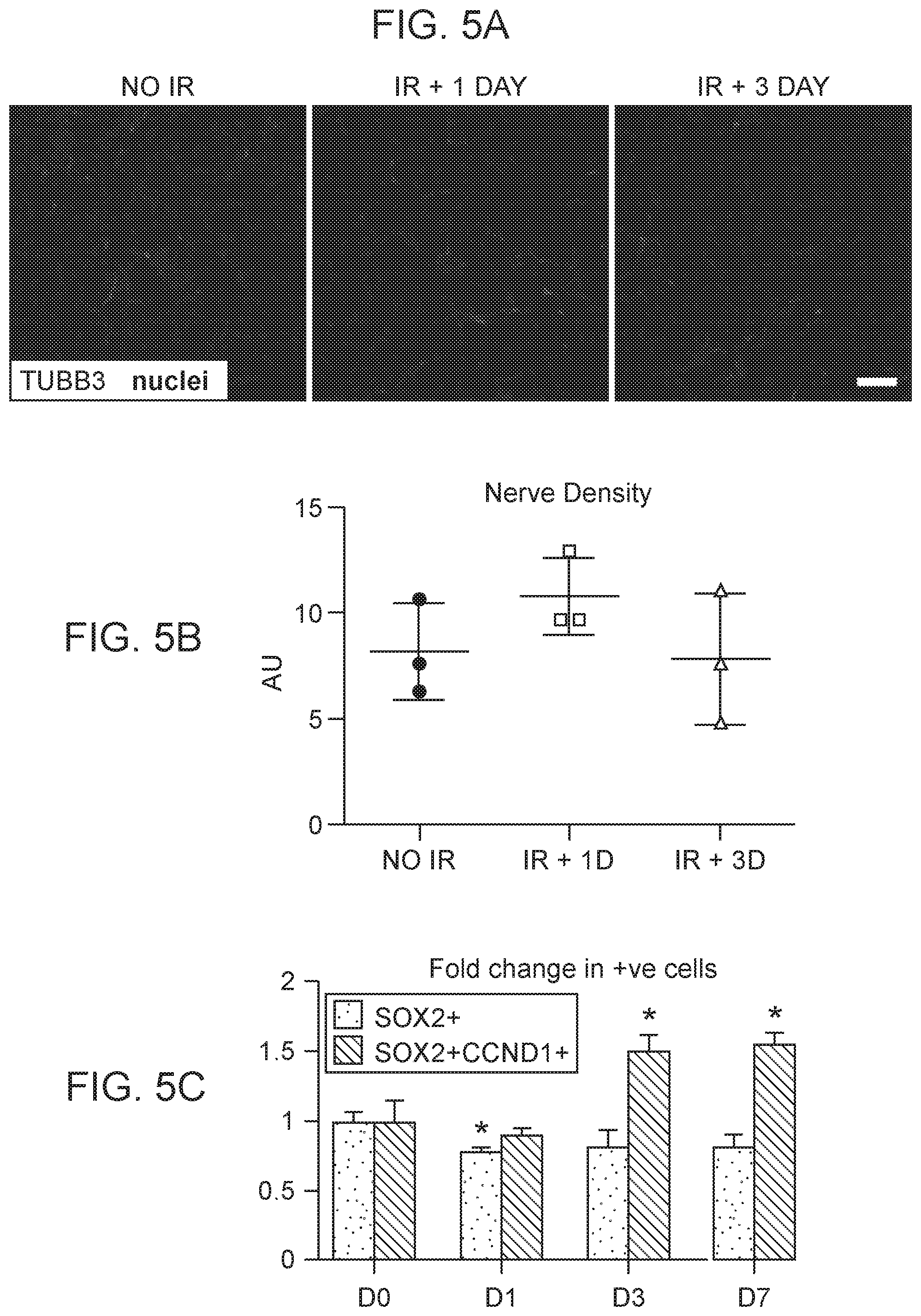 Patent US12310954 Figure 14 – Salivary gland regeneration