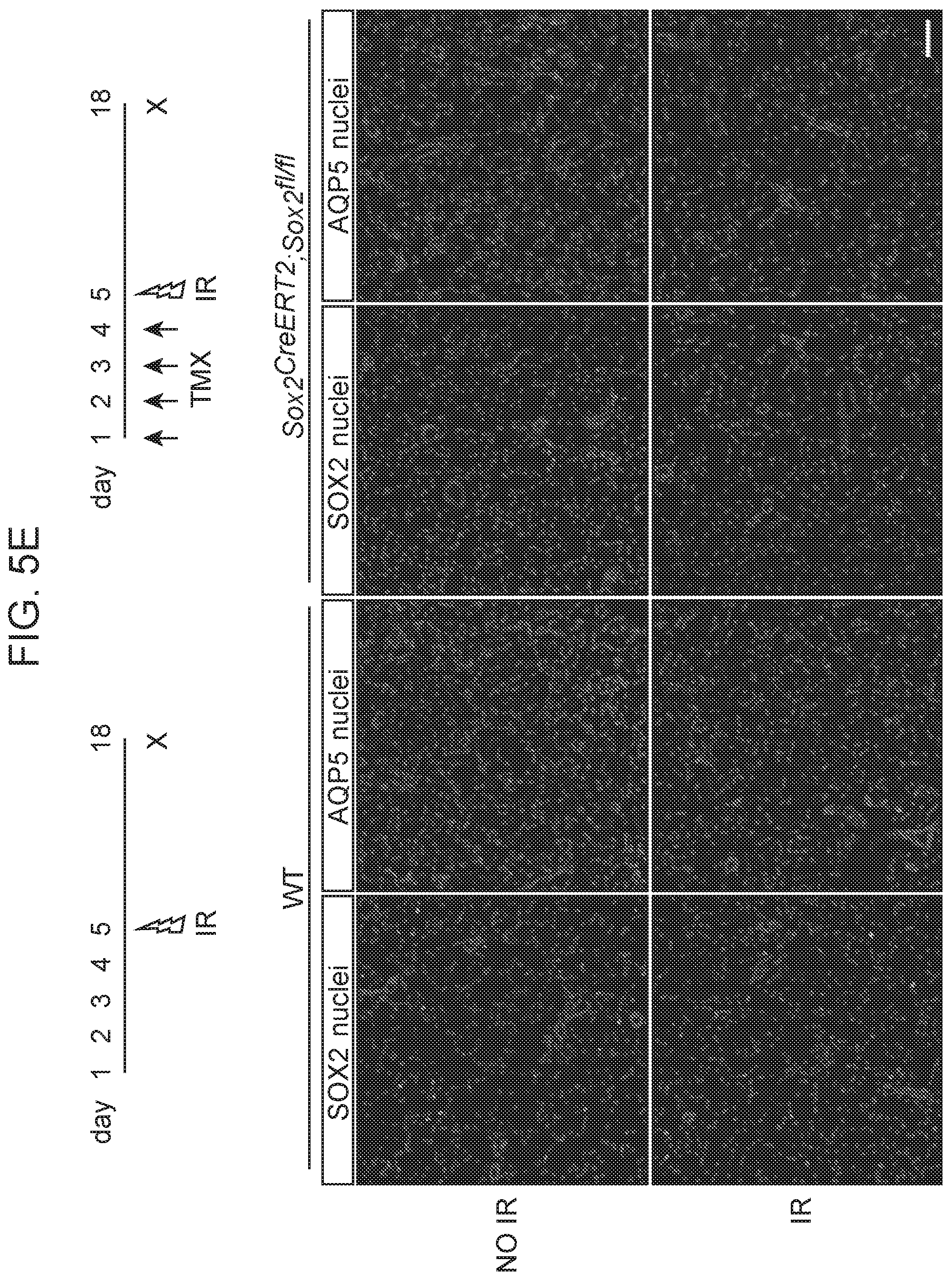 Patent US12310954 Figure 16 – Salivary gland regeneration