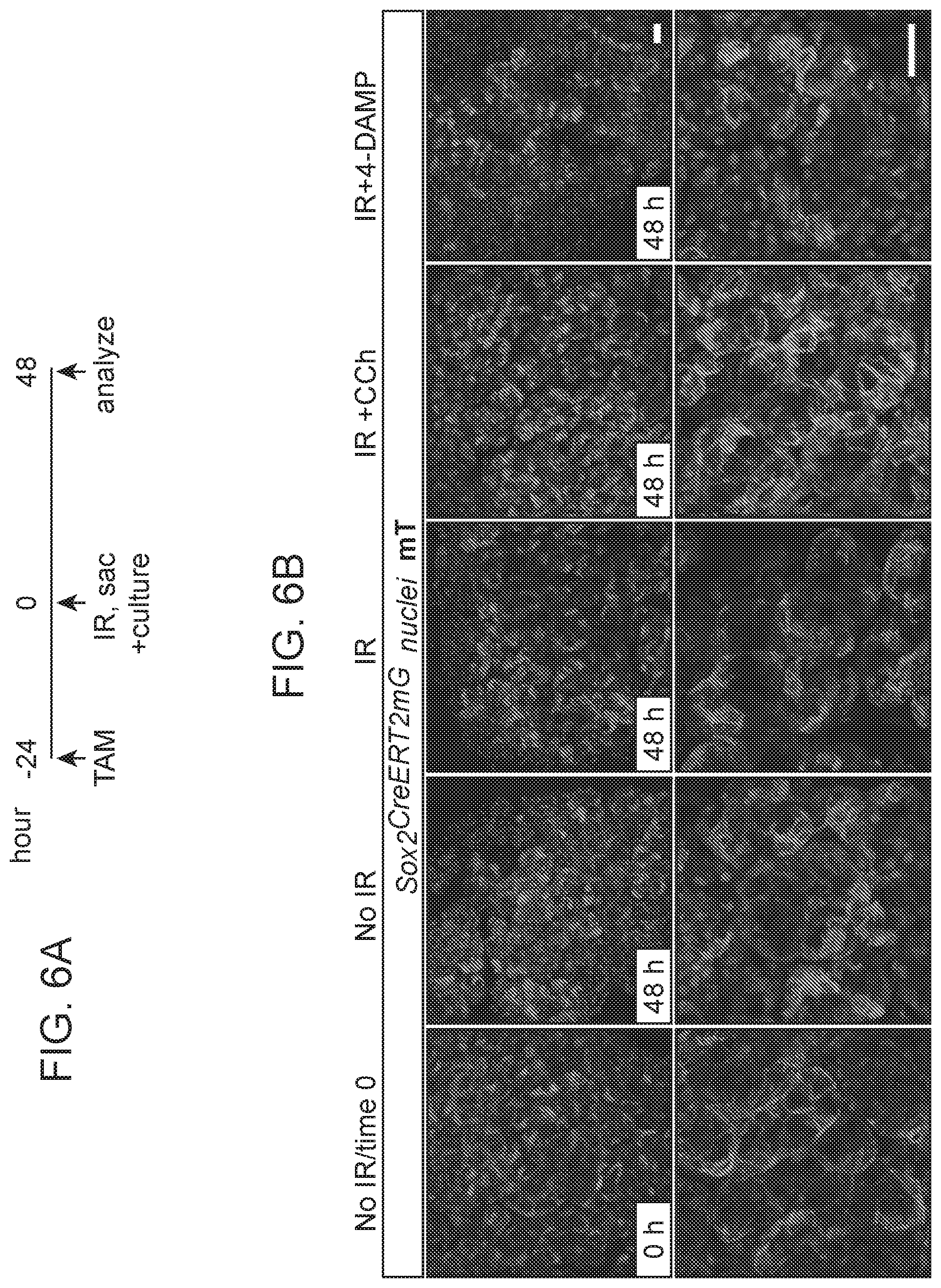 Patent US12310954 Figure 17 – Salivary gland regeneration