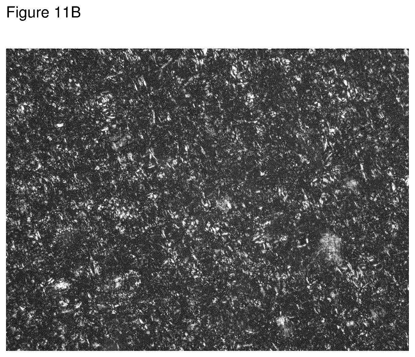 Patent US12310956 Figure 12 – Topical roflumilast formulation having improved delivery and plasma half-life