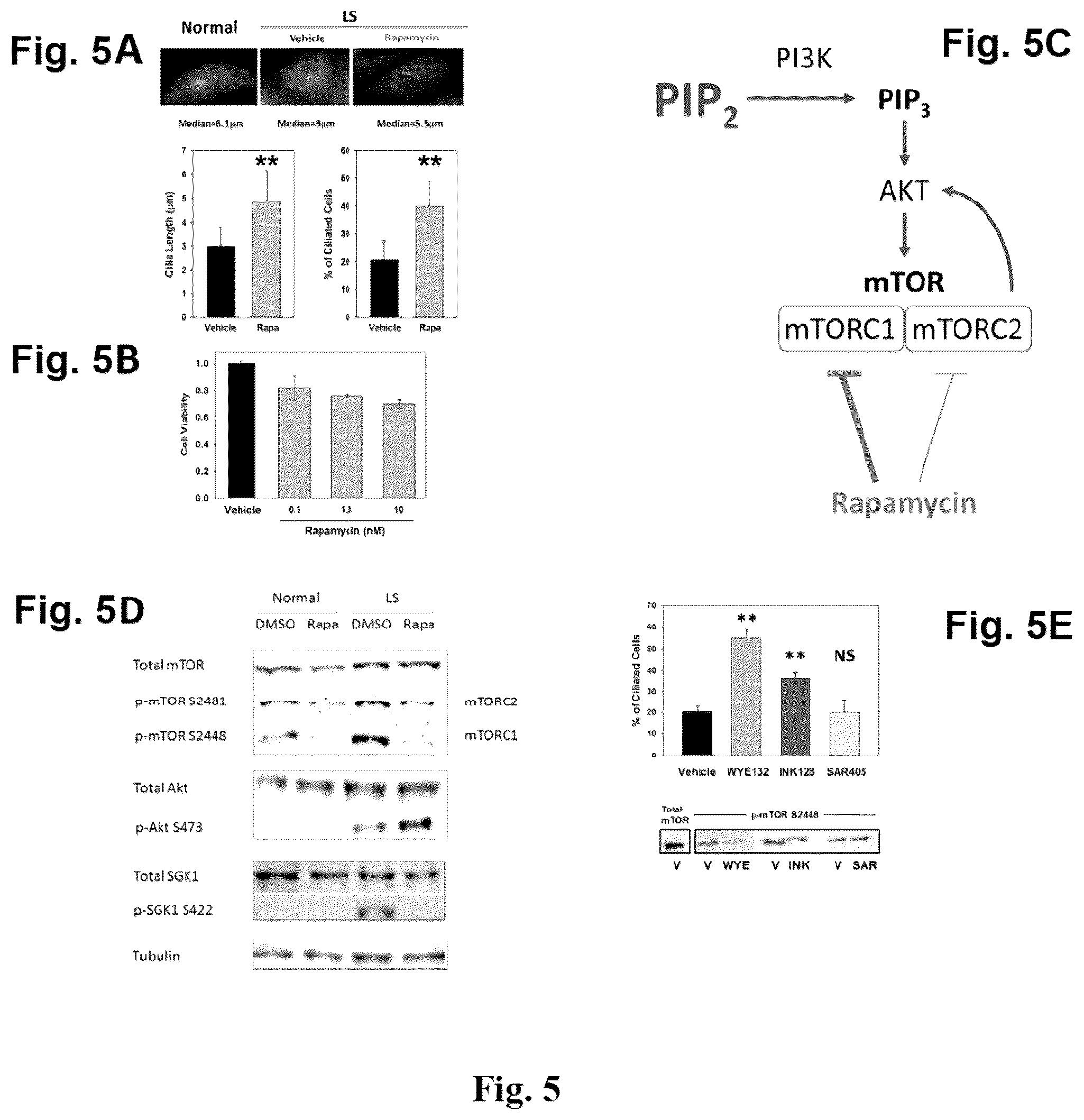 Patent US12310964 Figure 5 – Compositions and methods for the treatment of Lowe Syndrome