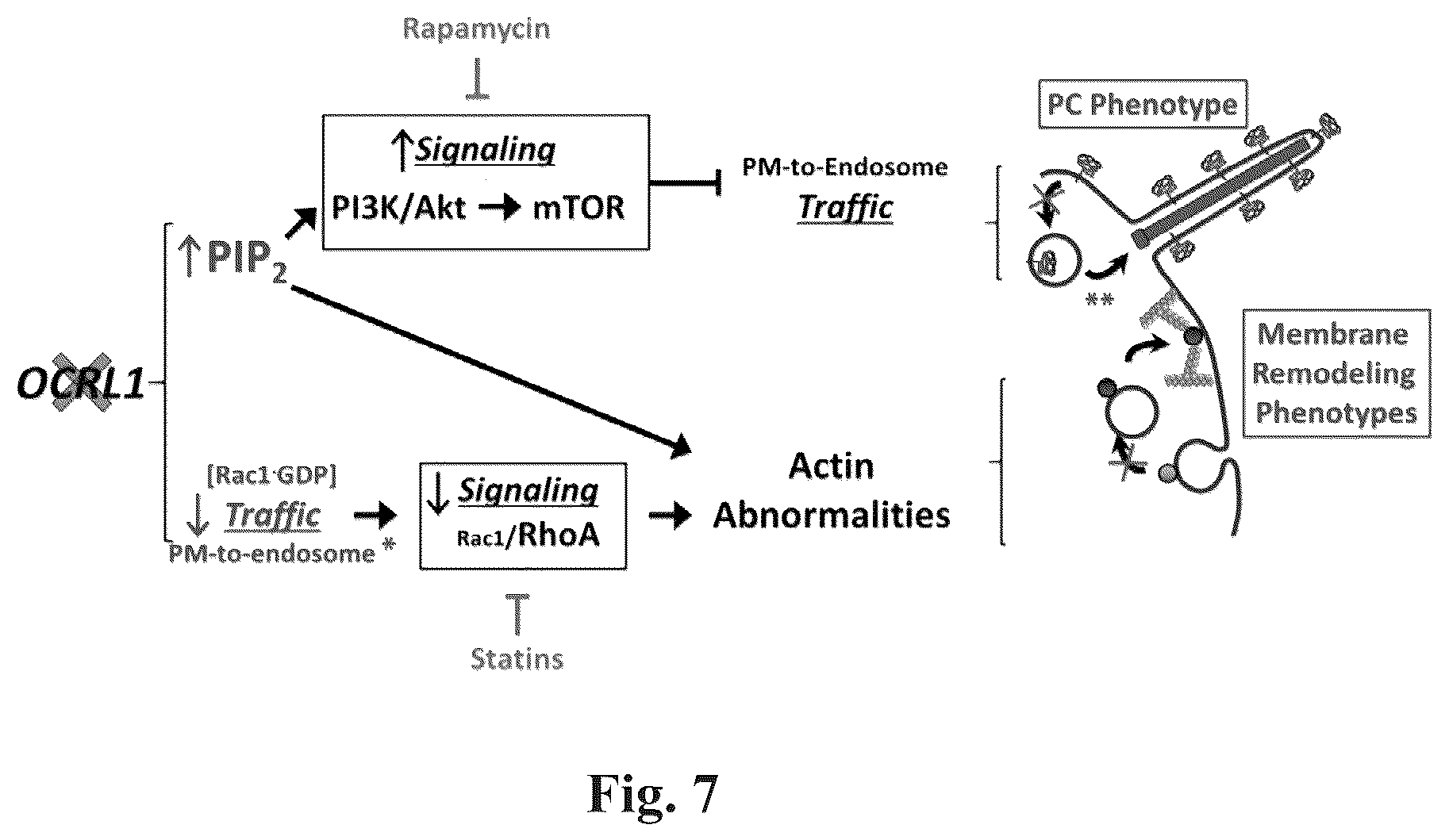 Patent US12310964 Figure 7 – Compositions and methods for the treatment of Lowe Syndrome