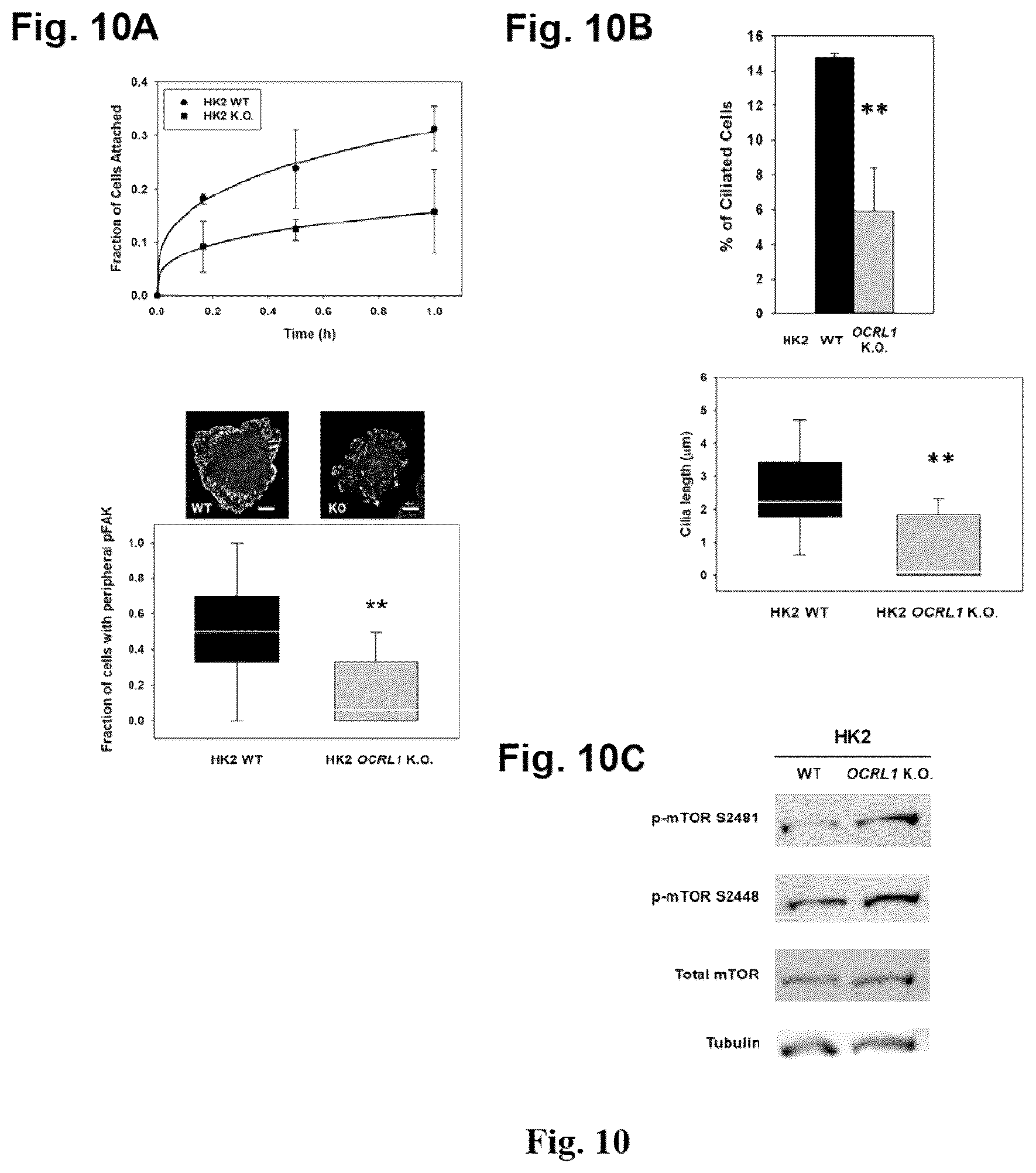 Patent US12310964 Figure 10 – Compositions and methods for the treatment of Lowe Syndrome