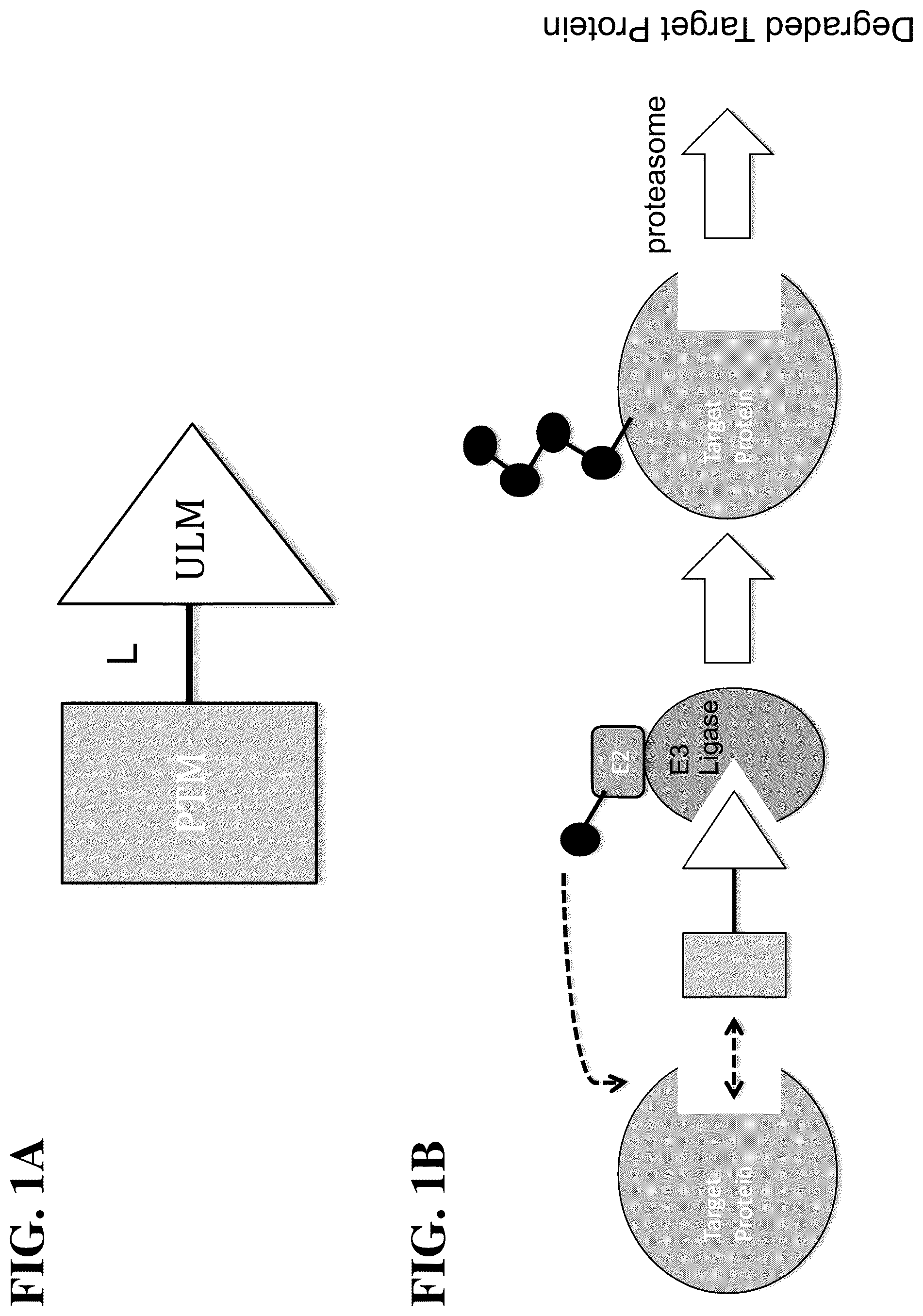 Patent US12310975 Figure 1 – Modulators of BCL6 proteolysis and associated methods of use