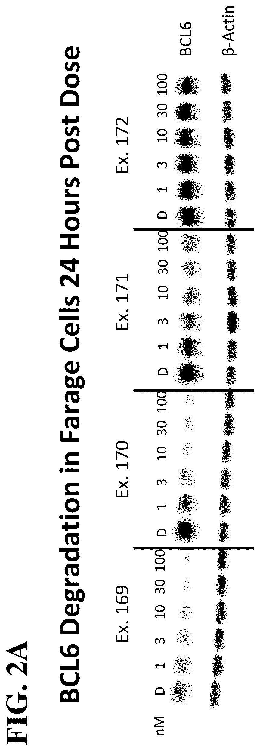 Patent US12310975 Figure 2 – Modulators of BCL6 proteolysis and associated methods of use