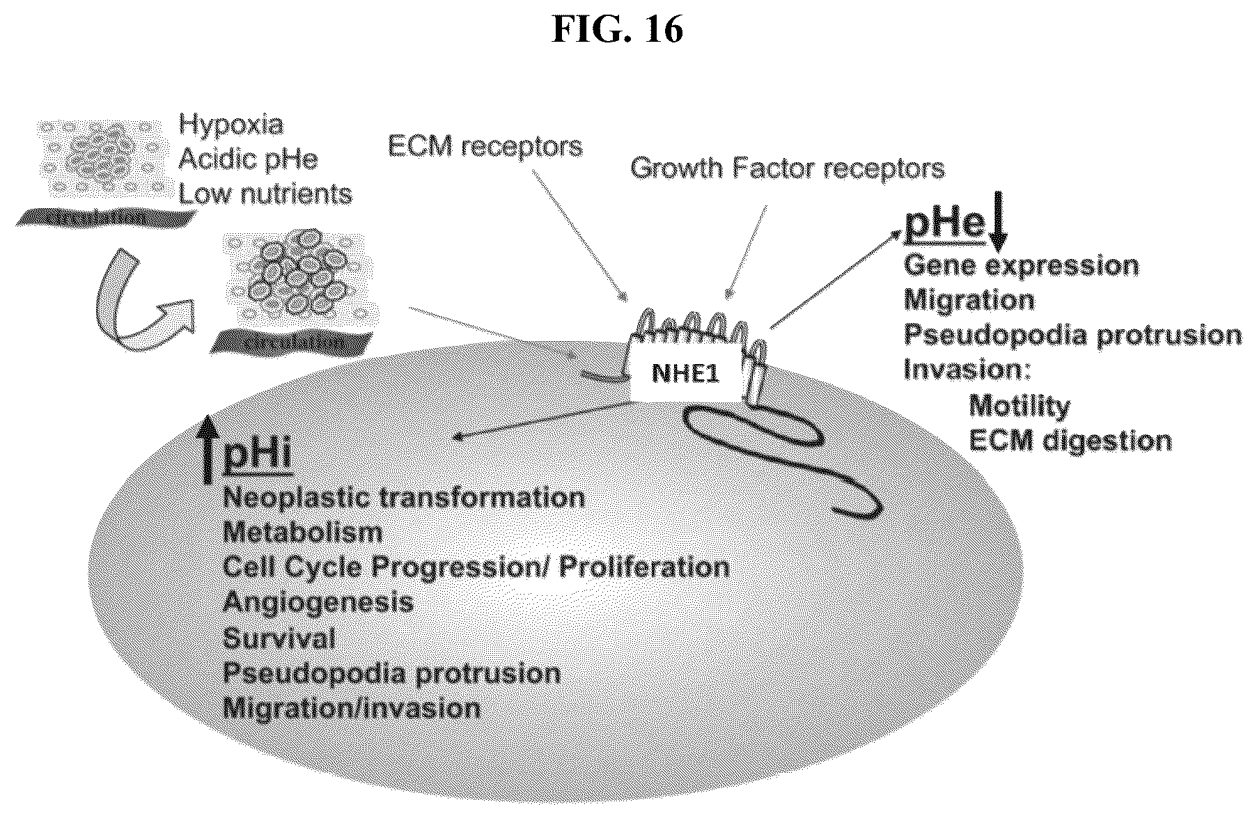 Patent US12310983 Figure 16 – Method of administration and treatment