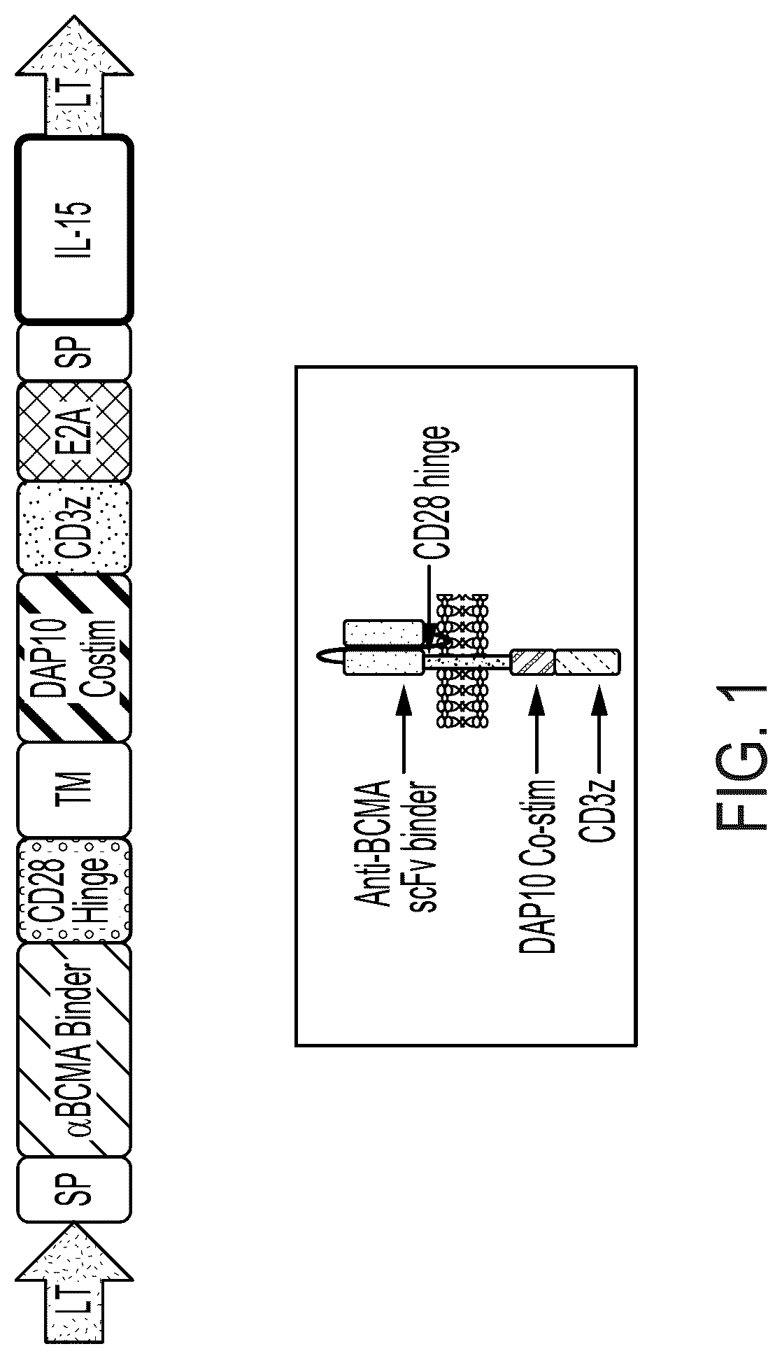 Patent US12310988 Figure 1 – BCMA chimeric antigen receptors and uses thereof