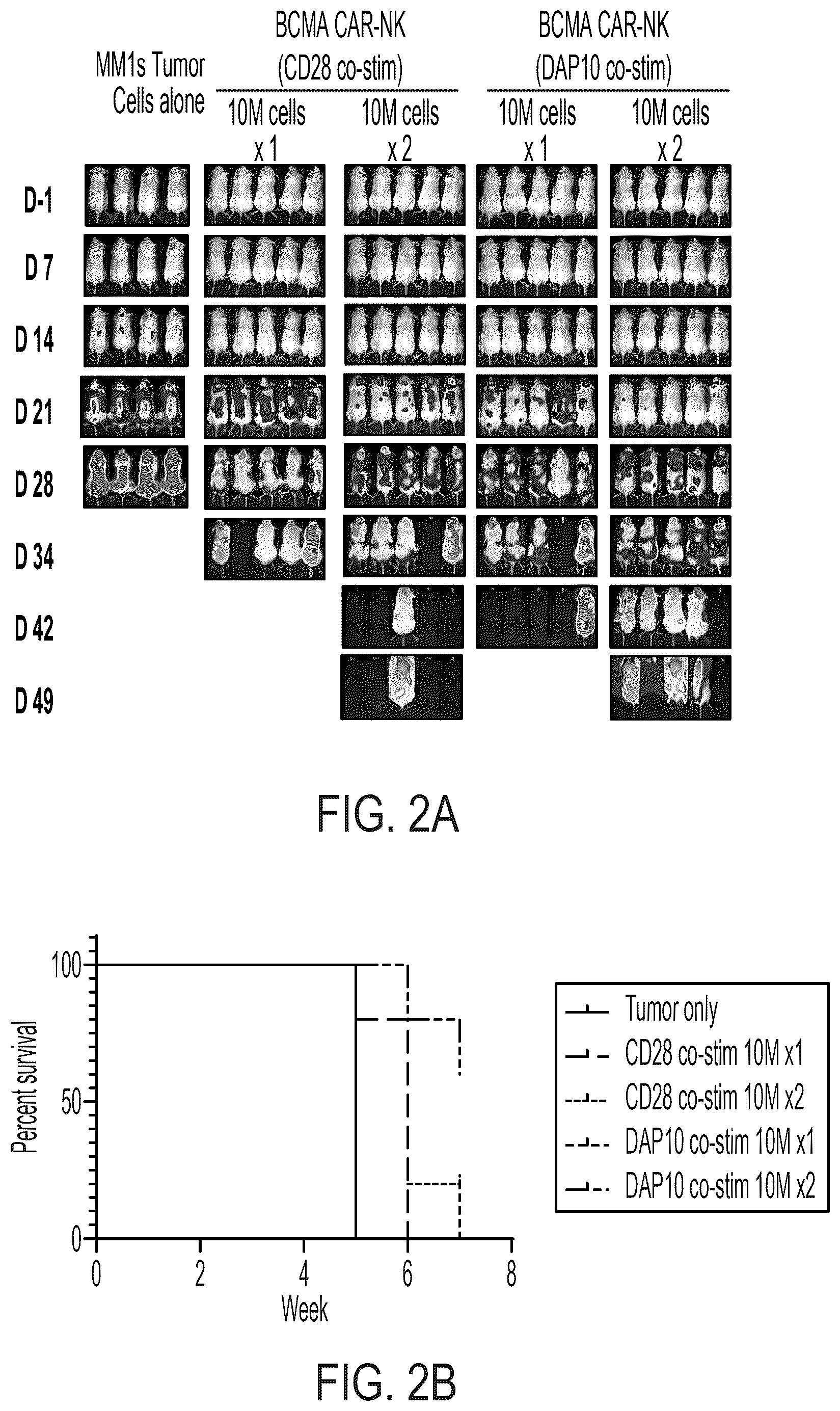 Patent US12310988 Figure 2 – BCMA chimeric antigen receptors and uses thereof