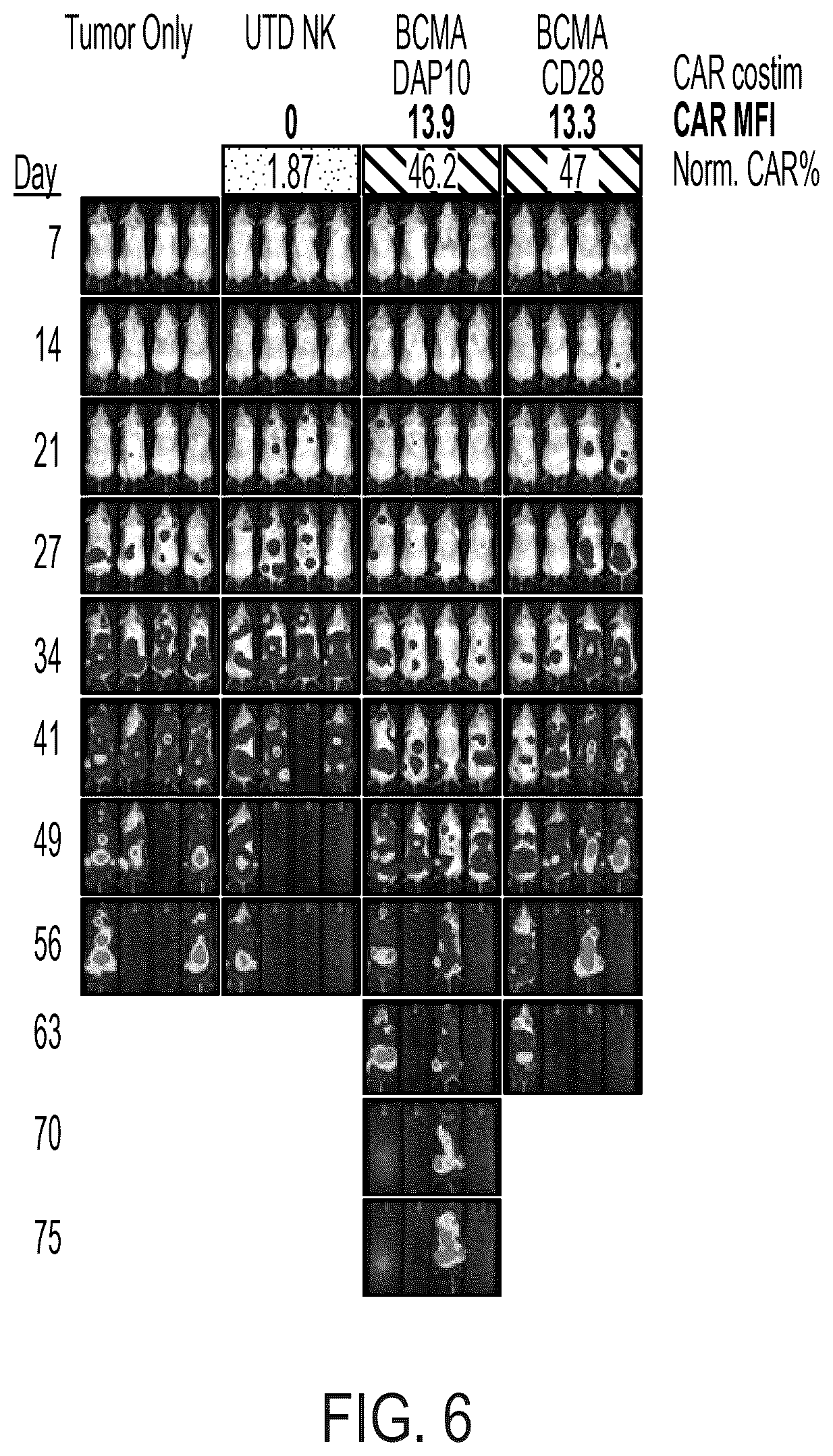 Patent US12310988 Figure 7 – BCMA chimeric antigen receptors and uses thereof