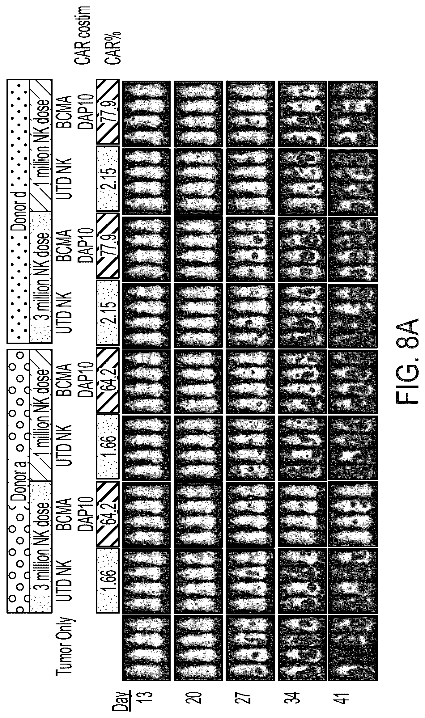 Patent US12310988 Figure 9 – BCMA chimeric antigen receptors and uses thereof