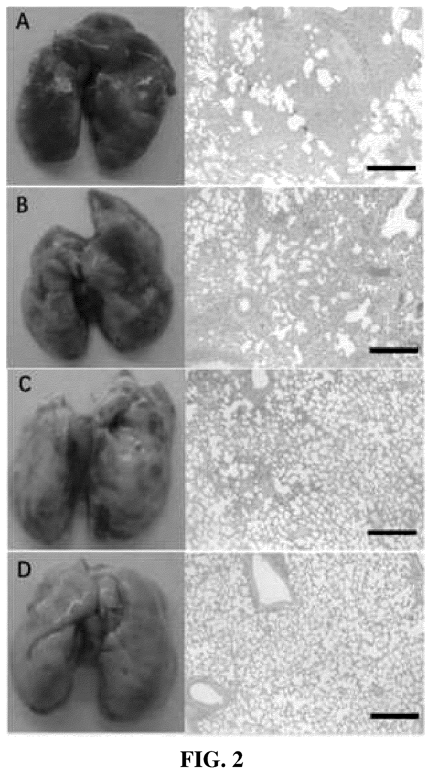 Patent US12310995 Figure 2 – Gut microbes against infectious diseases and its use