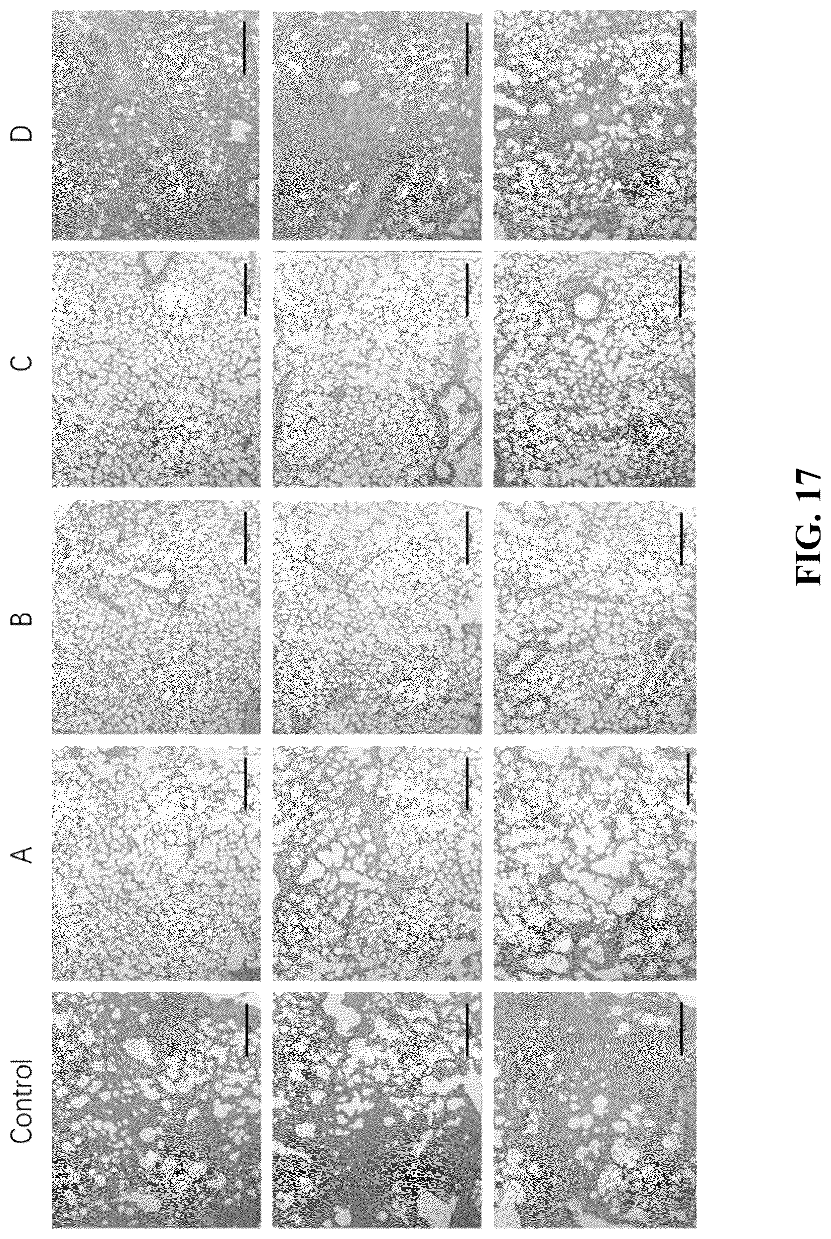 Patent US12310995 Figure 16 – Gut microbes against infectious diseases and its use