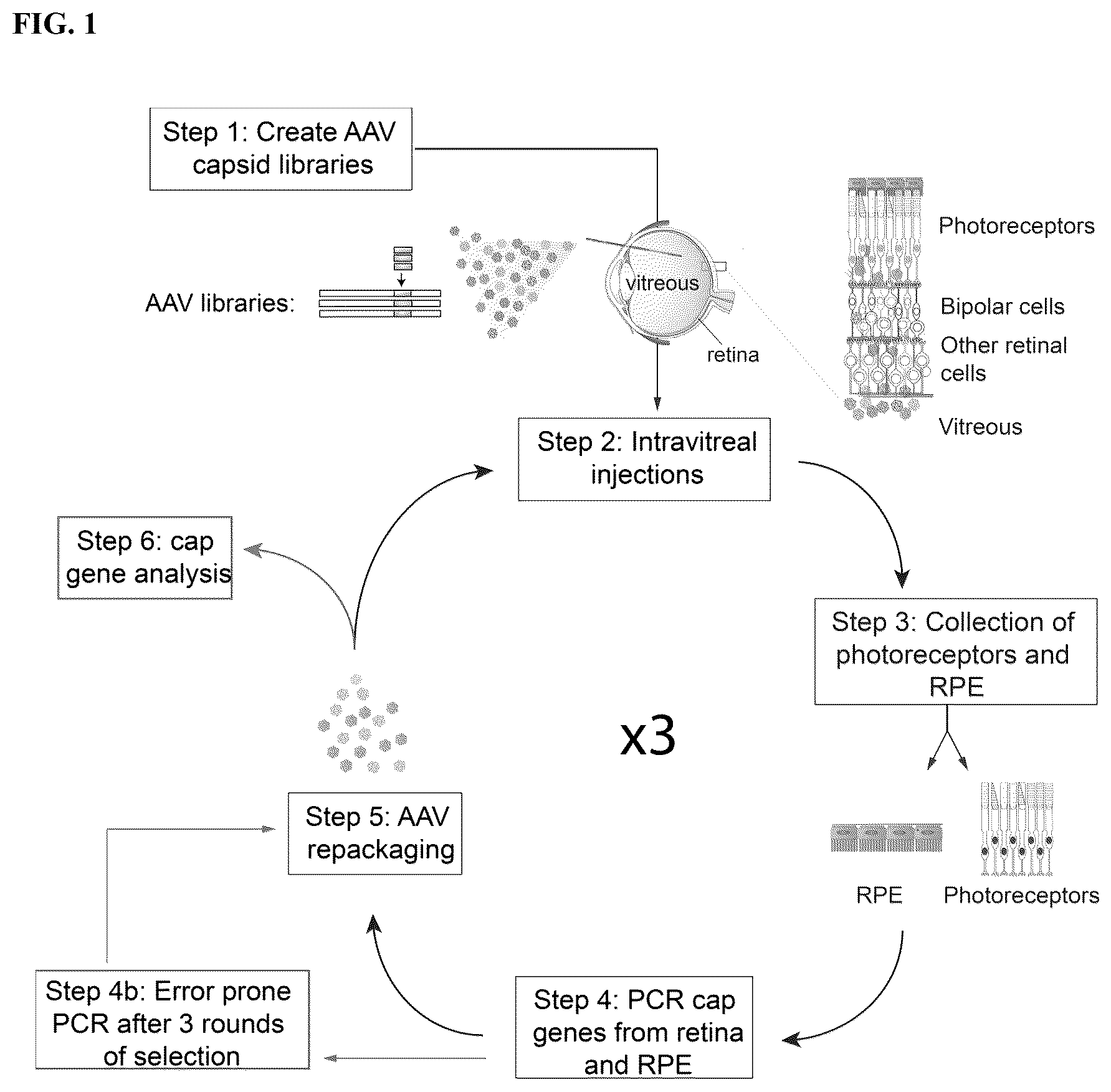 Patent US12310997 Figure 1 – Compositions and methods of treating ocular diseases