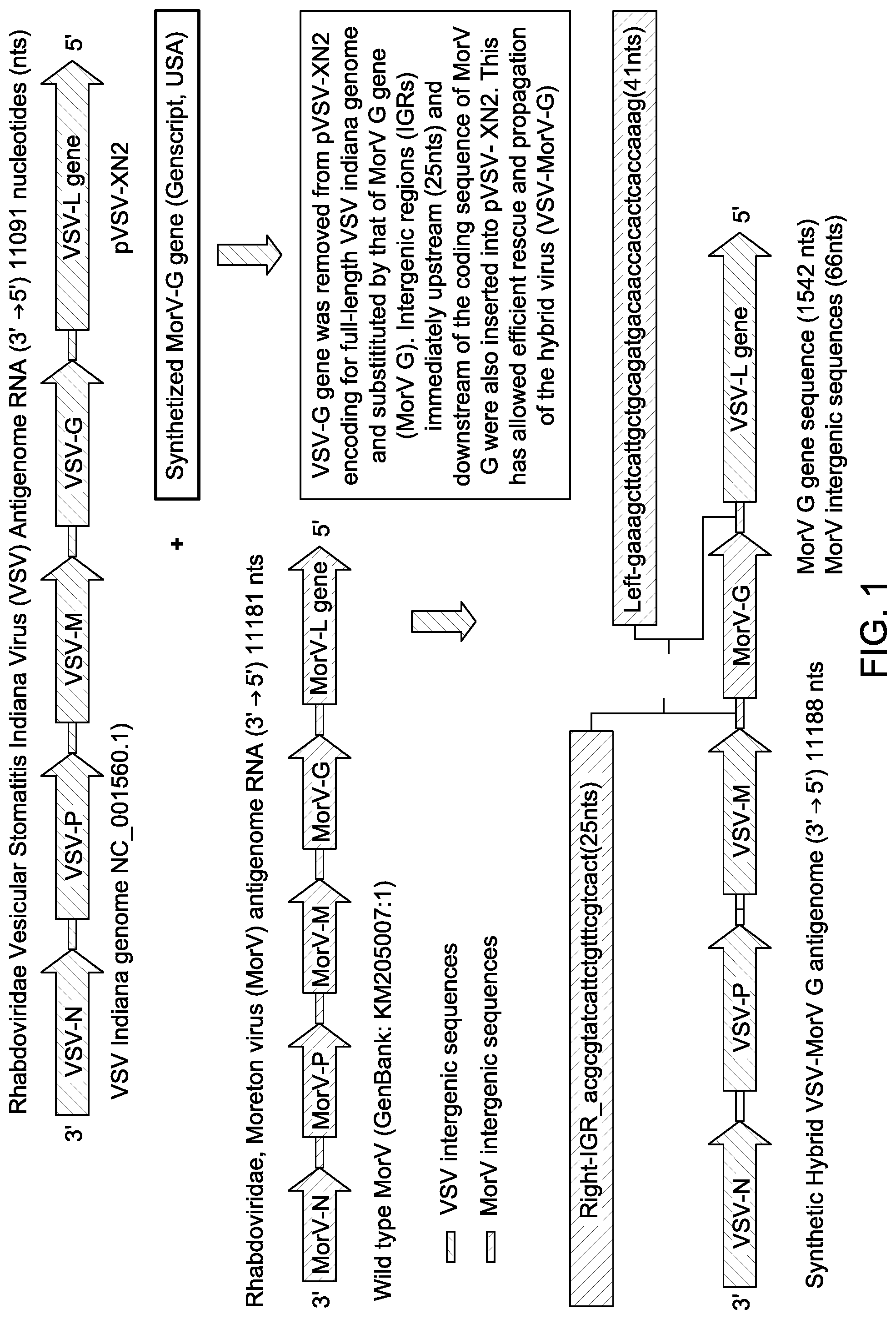 Patent US12311000 Figure 1 – Chimeric vesiculoviruses and methods of use