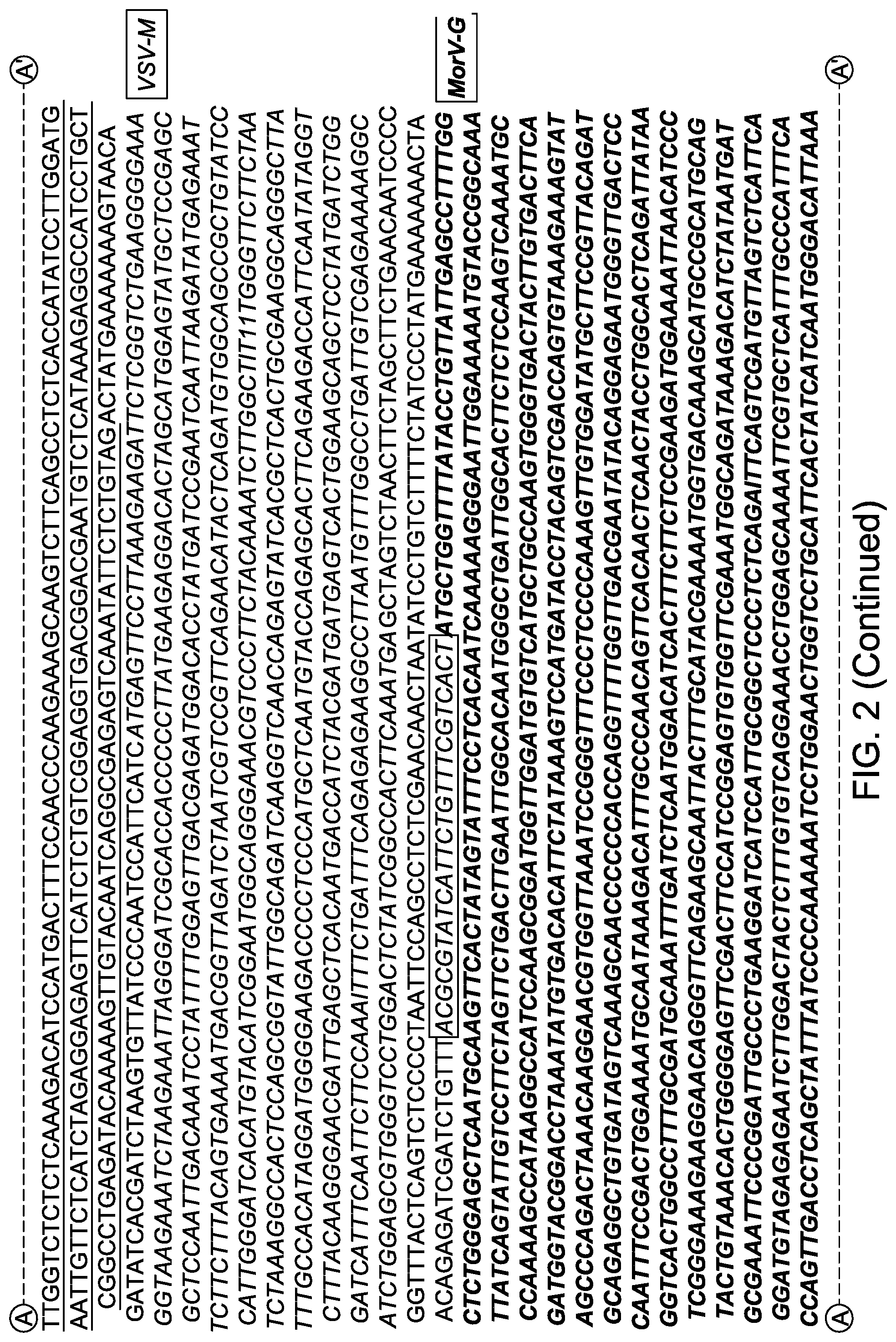 Patent US12311000 Figure 3 – Chimeric vesiculoviruses and methods of use