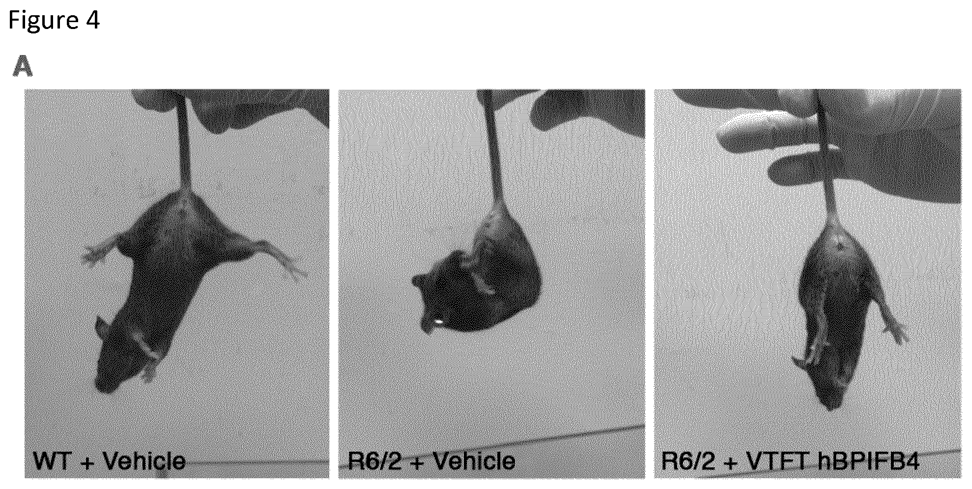 Patent US12311009 Figure 4 – Methods for treating huntington's disease using a polynucleotide encoding a VTFT isoform of a BPIFB4 protein