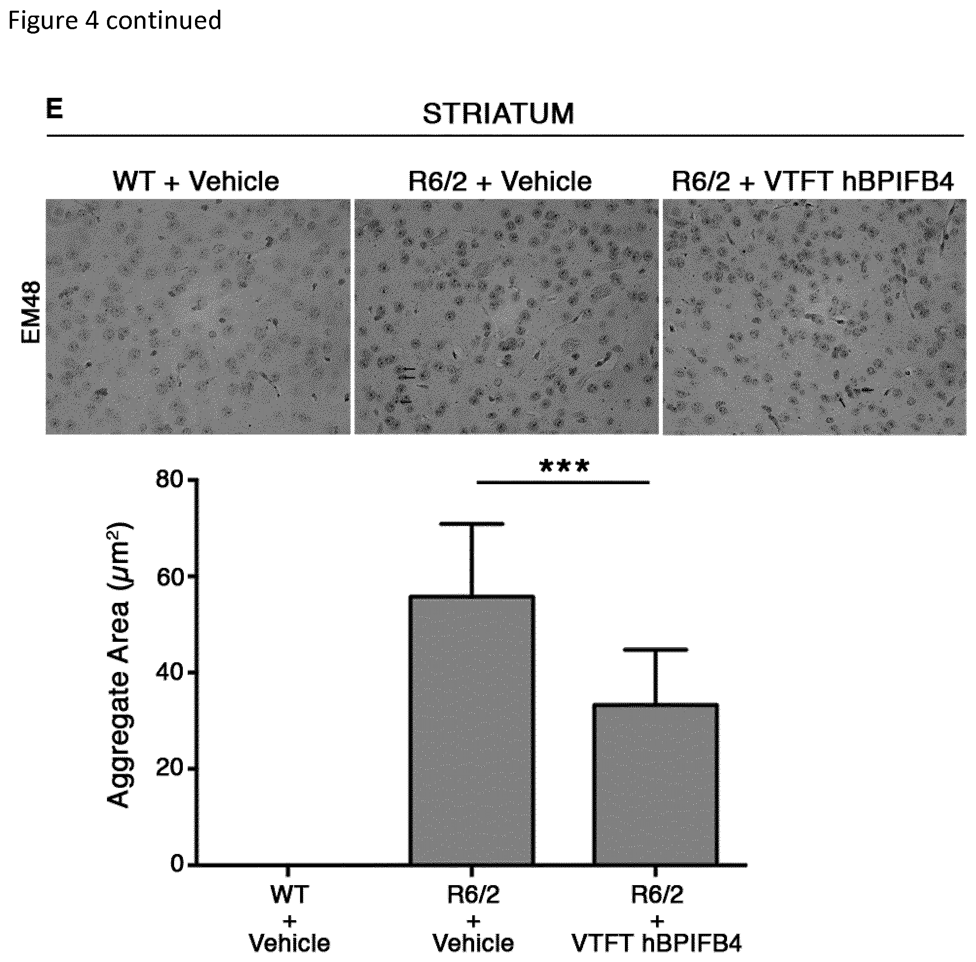 Patent US12311009 Figure 8 – Methods for treating huntington's disease using a polynucleotide encoding a VTFT isoform of a BPIFB4 protein