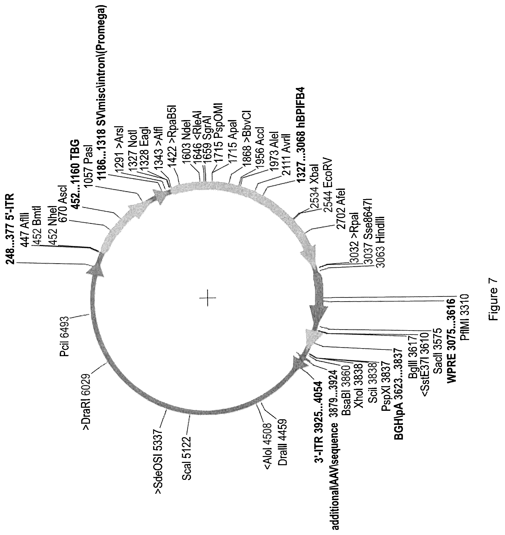 Patent US12311009 Figure 13 – Methods for treating huntington's disease using a polynucleotide encoding a VTFT isoform of a BPIFB4 protein