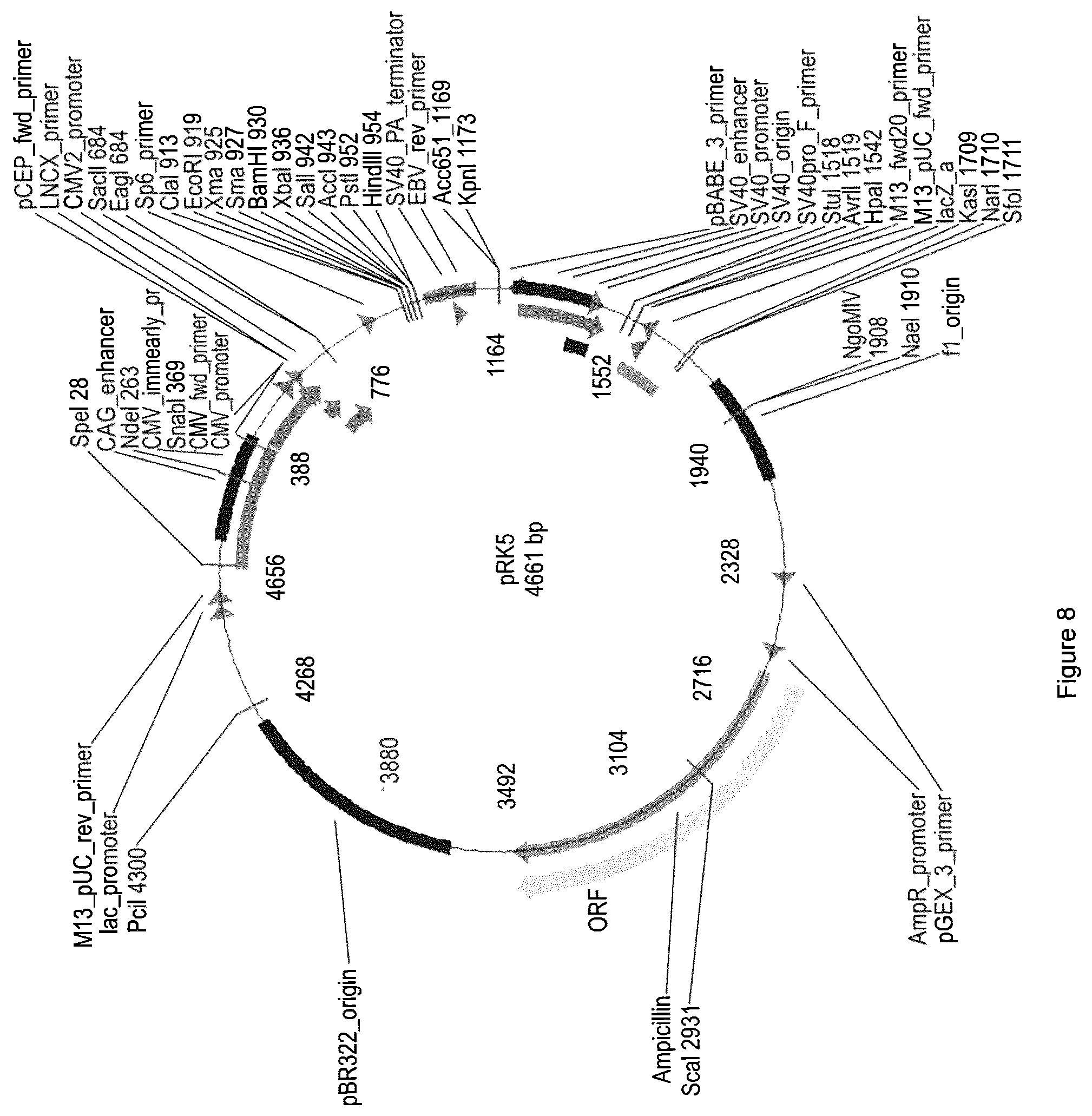 Patent US12311009 Figure 14 – Methods for treating huntington's disease using a polynucleotide encoding a VTFT isoform of a BPIFB4 protein