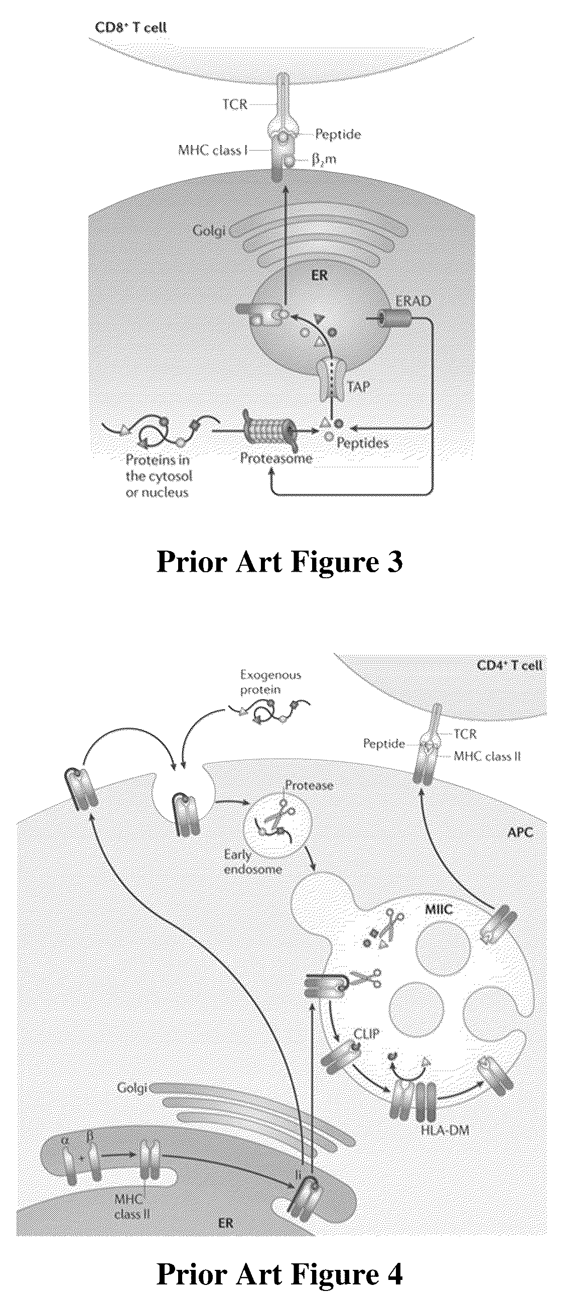 Patent US12311018 Figure 2 – Targeted neoepitope vectors and methods therefor