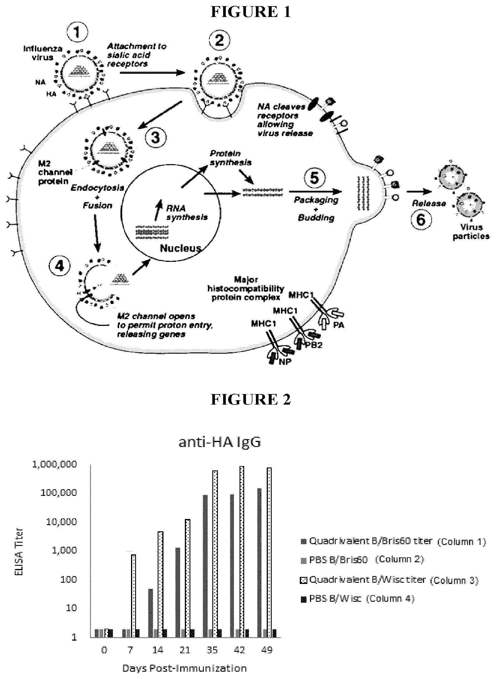 Patent US12311020 Figure 1 – Immunogenic compositions against influenza