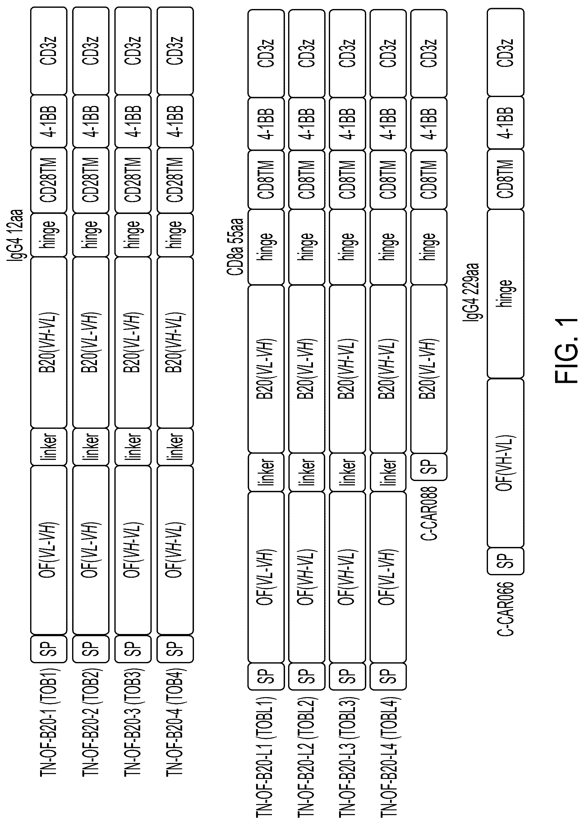Patent US12311022 Figure 1 – Bispecific chimeric antigen receptors targeting CD20 and BCMA