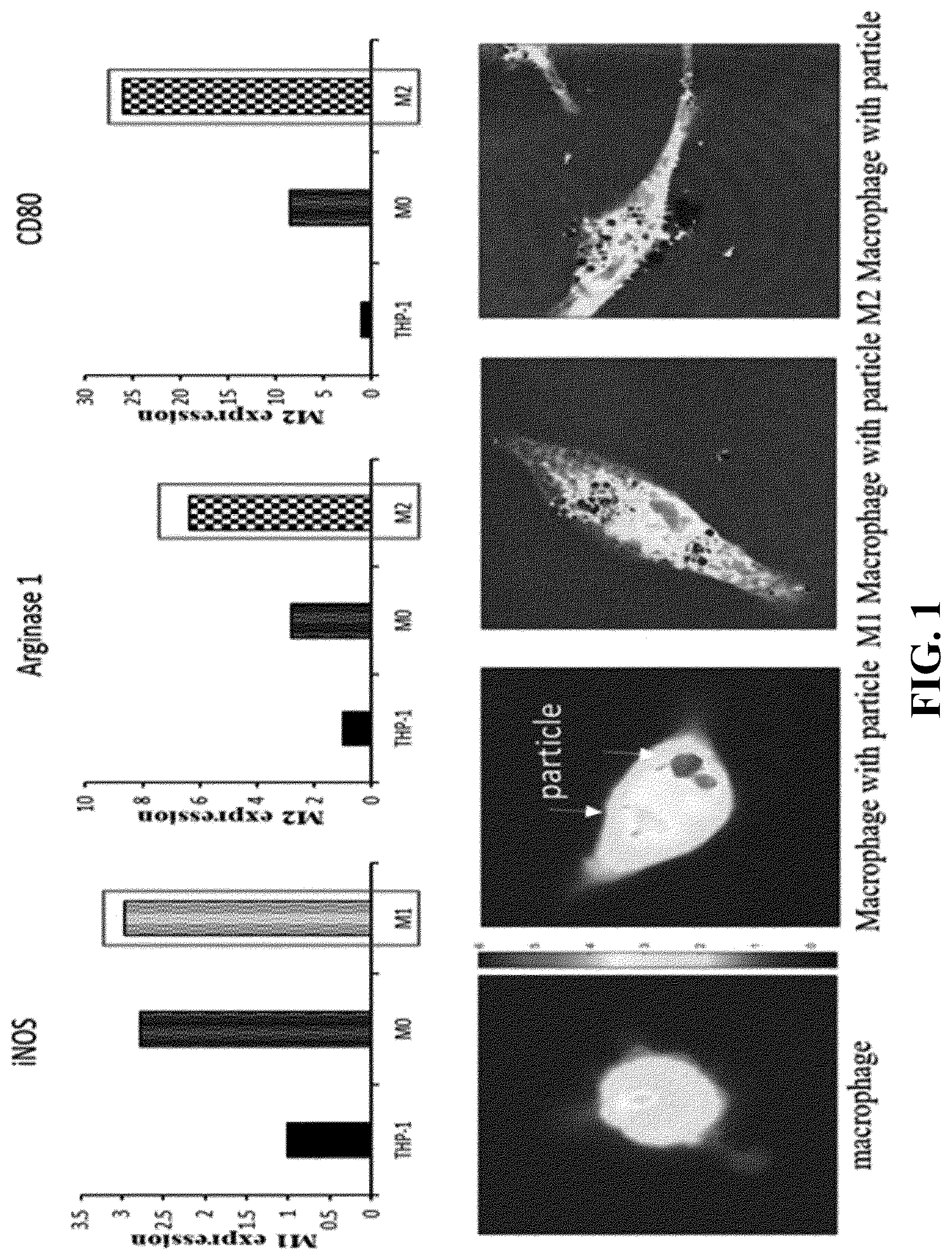 Patent US12311024 Figure 1 – Cancer cell-targeted drug delivery carrier and composition for promoting photo-thermal treatment effects, both of which contain M1 macrophages as active ingredient