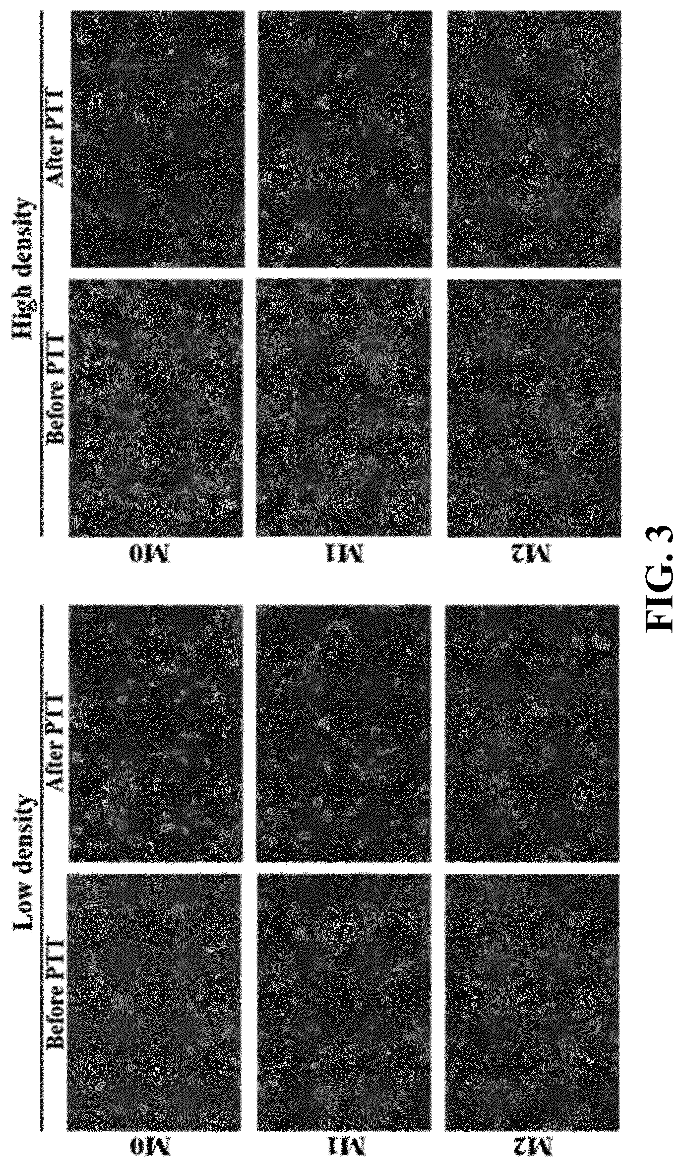 Patent US12311024 Figure 3 – Cancer cell-targeted drug delivery carrier and composition for promoting photo-thermal treatment effects, both of which contain M1 macrophages as active ingredient