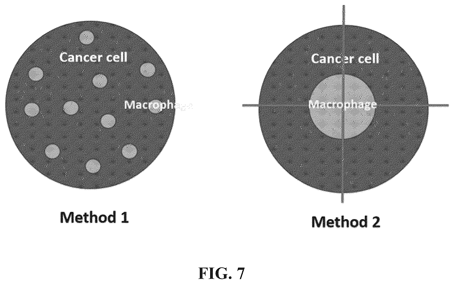 Patent US12311024 Figure 6 – Cancer cell-targeted drug delivery carrier and composition for promoting photo-thermal treatment effects, both of which contain M1 macrophages as active ingredient