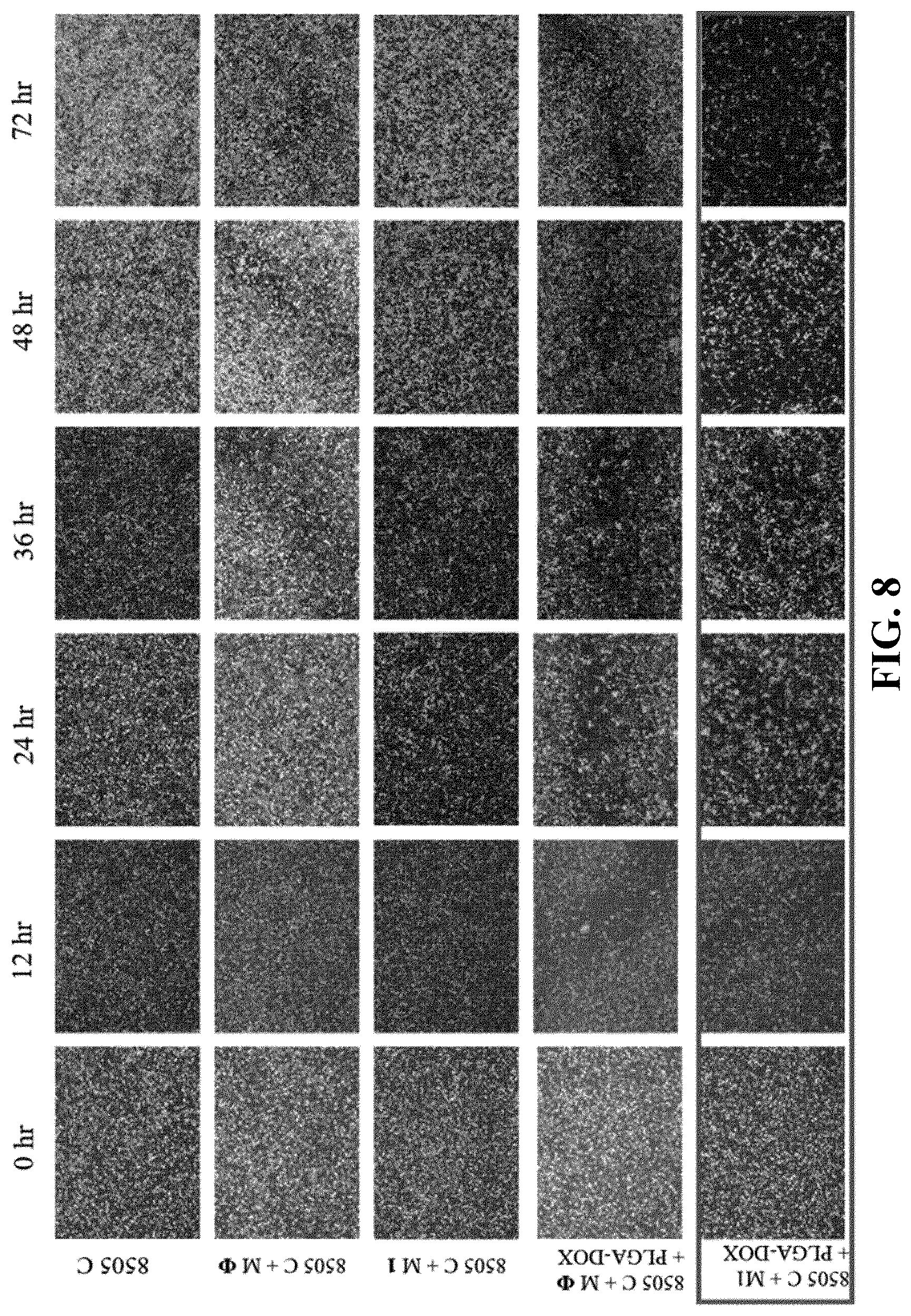 Patent US12311024 Figure 7 – Cancer cell-targeted drug delivery carrier and composition for promoting photo-thermal treatment effects, both of which contain M1 macrophages as active ingredient