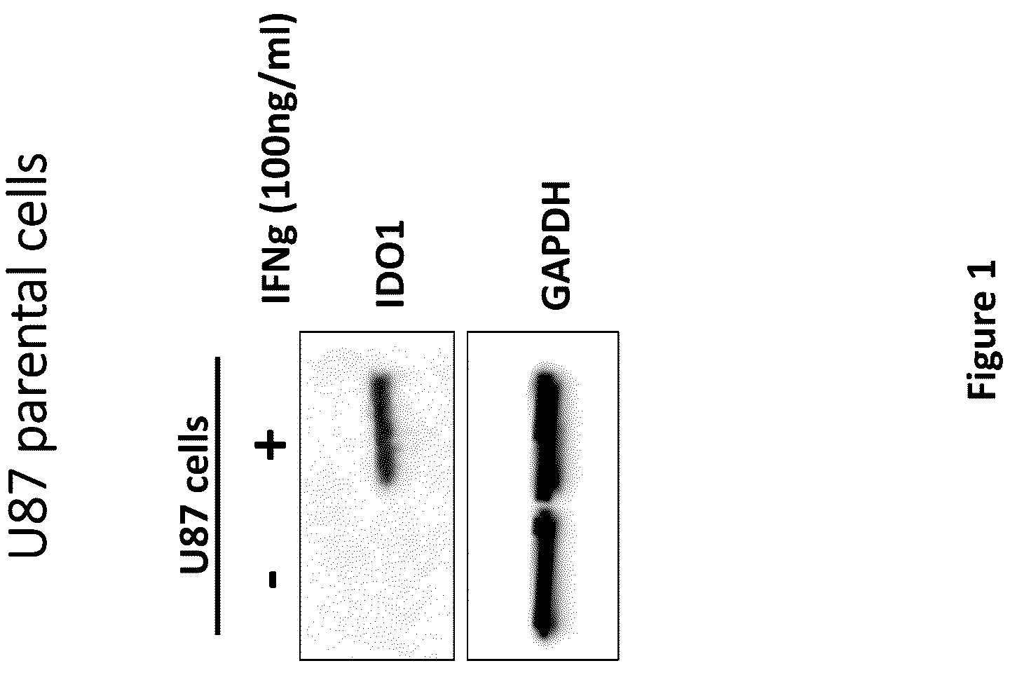 Patent US12311029 Figure 1 – Proteolysis-targeting chimeric molecules (PROTACs) that induce degradation of indoleamine 2,3-dioxygenase (IDO) protein