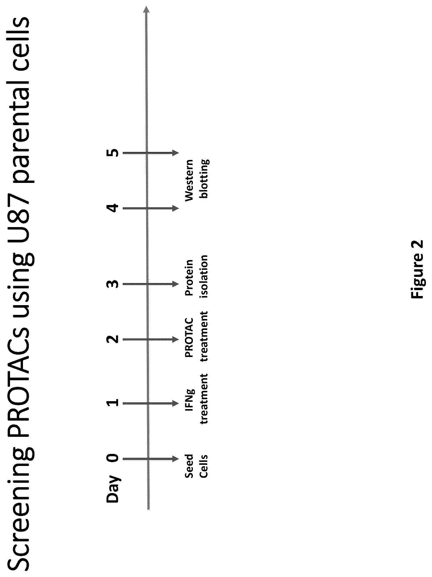 Patent US12311029 Figure 2 – Proteolysis-targeting chimeric molecules (PROTACs) that induce degradation of indoleamine 2,3-dioxygenase (IDO) protein