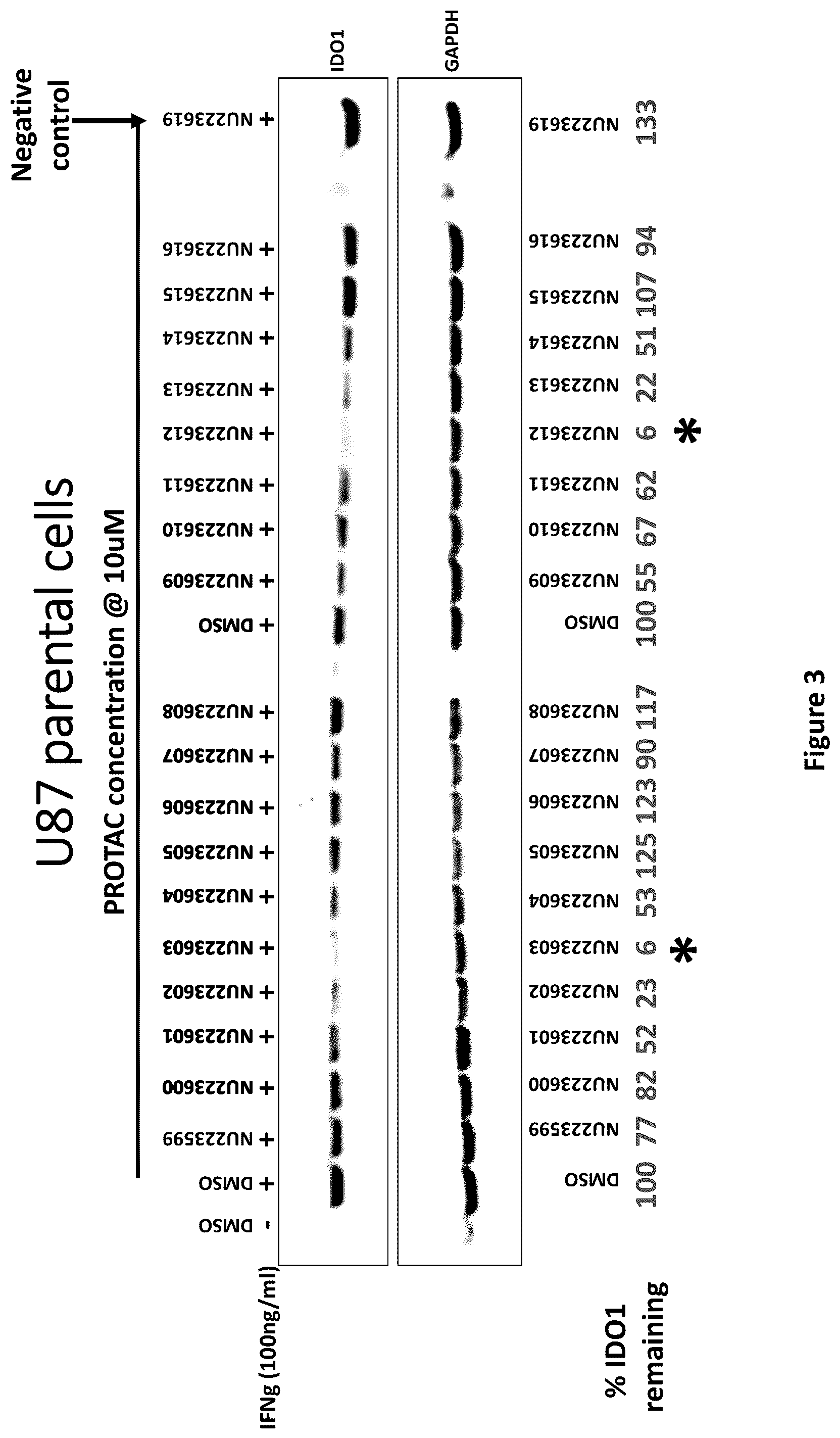 Patent US12311029 Figure 3 – Proteolysis-targeting chimeric molecules (PROTACs) that induce degradation of indoleamine 2,3-dioxygenase (IDO) protein