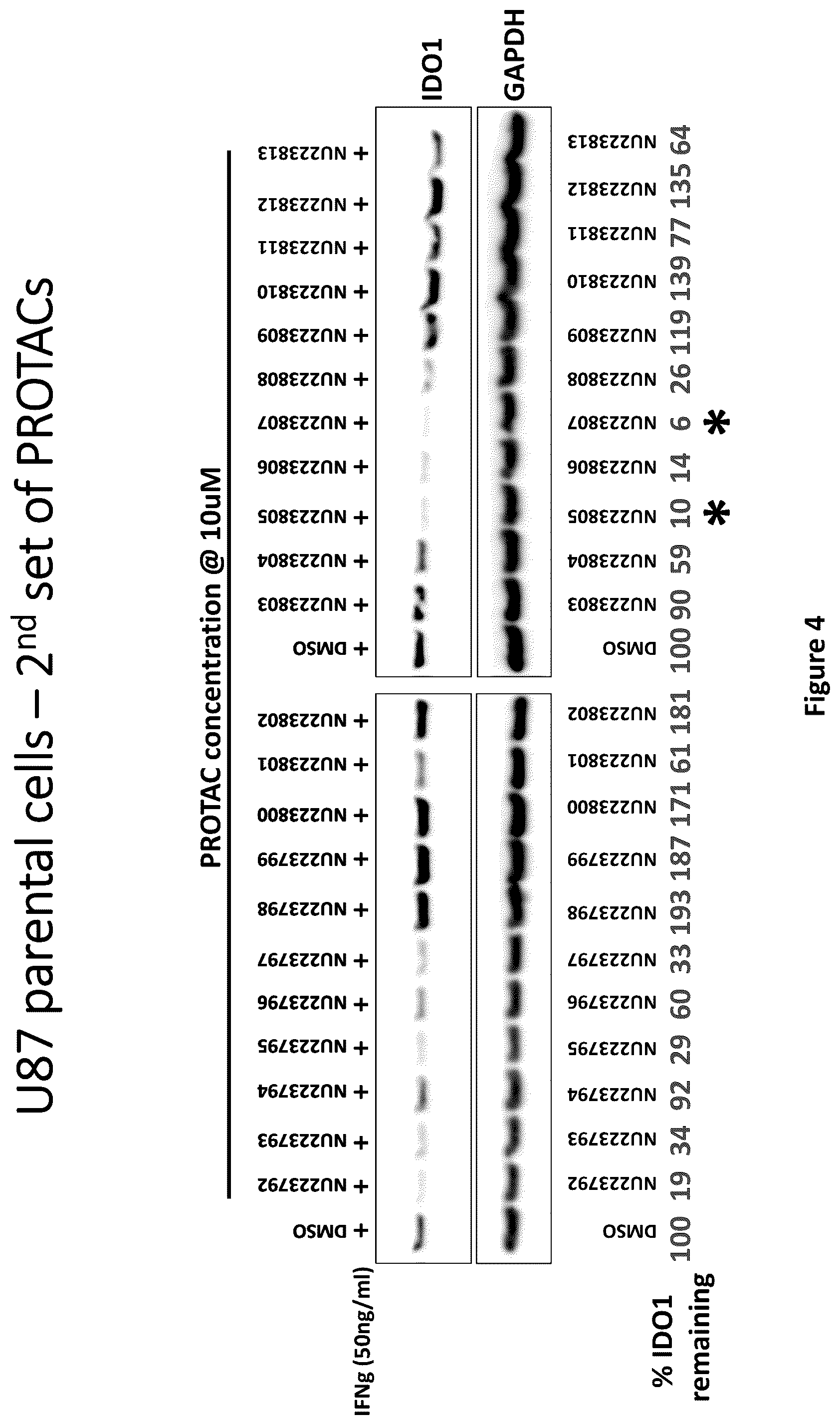 Patent US12311029 Figure 4 – Proteolysis-targeting chimeric molecules (PROTACs) that induce degradation of indoleamine 2,3-dioxygenase (IDO) protein