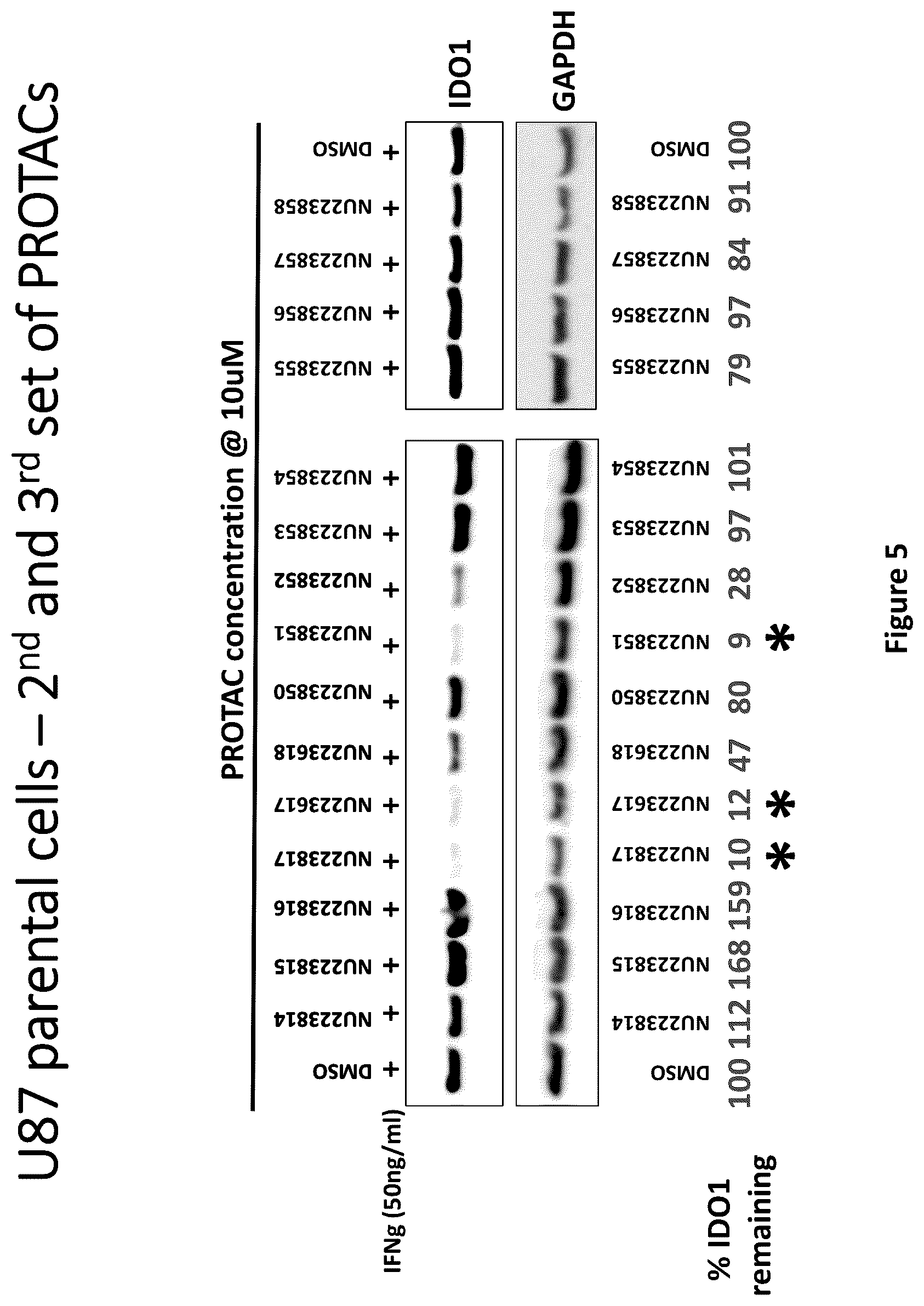 Patent US12311029 Figure 5 – Proteolysis-targeting chimeric molecules (PROTACs) that induce degradation of indoleamine 2,3-dioxygenase (IDO) protein
