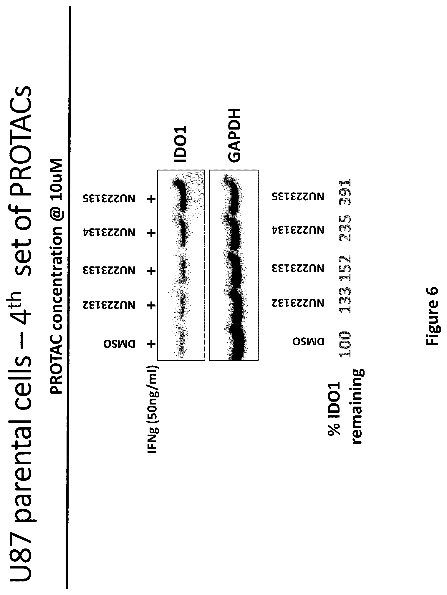 Patent US12311029 Figure 6 – Proteolysis-targeting chimeric molecules (PROTACs) that induce degradation of indoleamine 2,3-dioxygenase (IDO) protein