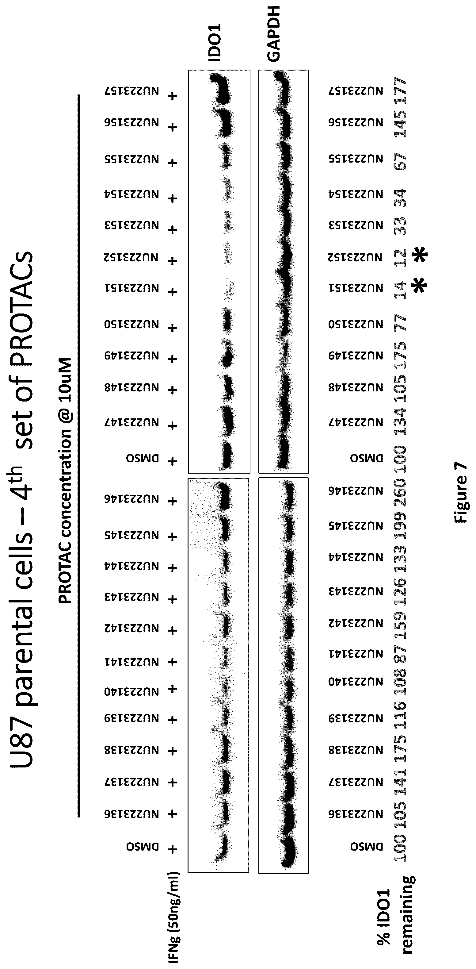 Patent US12311029 Figure 7 – Proteolysis-targeting chimeric molecules (PROTACs) that induce degradation of indoleamine 2,3-dioxygenase (IDO) protein