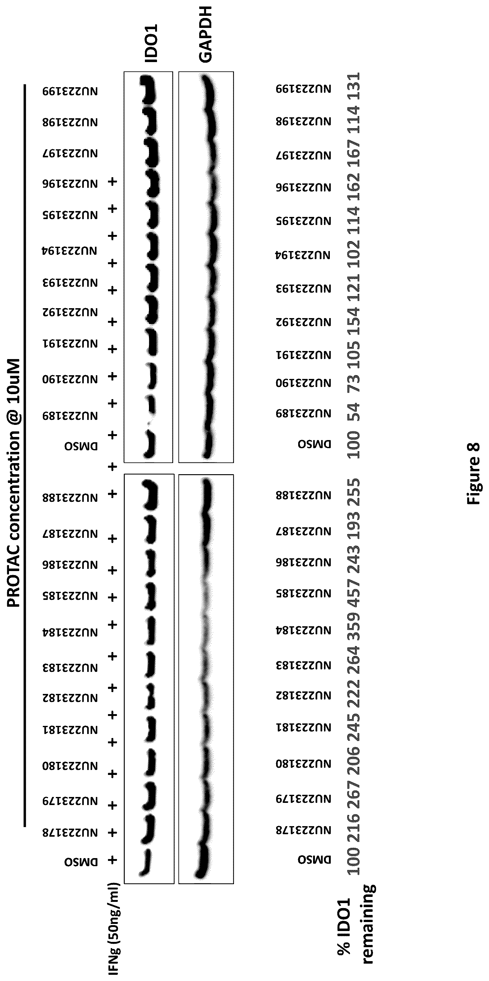 Patent US12311029 Figure 8 – Proteolysis-targeting chimeric molecules (PROTACs) that induce degradation of indoleamine 2,3-dioxygenase (IDO) protein