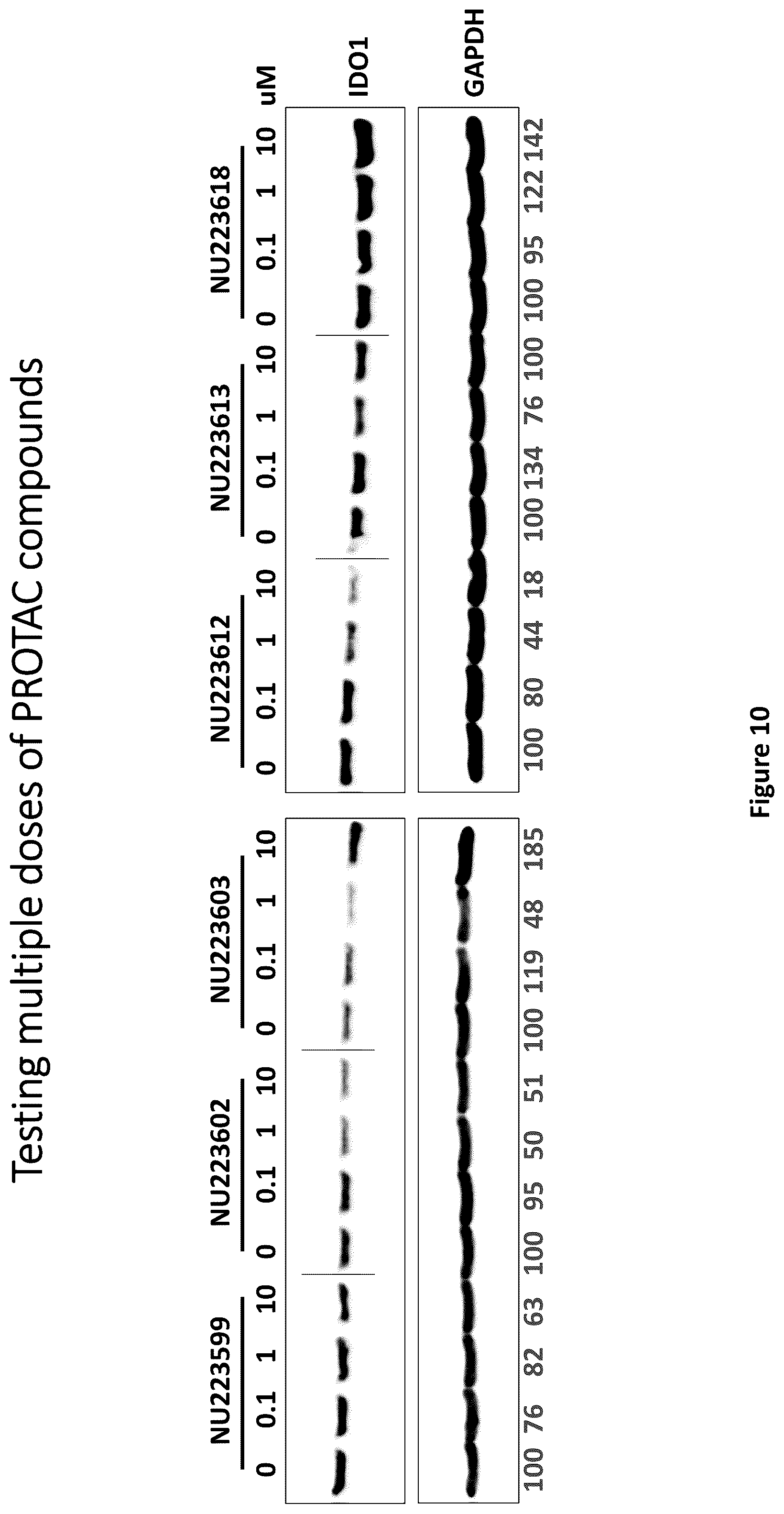 Patent US12311029 Figure 10 – Proteolysis-targeting chimeric molecules (PROTACs) that induce degradation of indoleamine 2,3-dioxygenase (IDO) protein