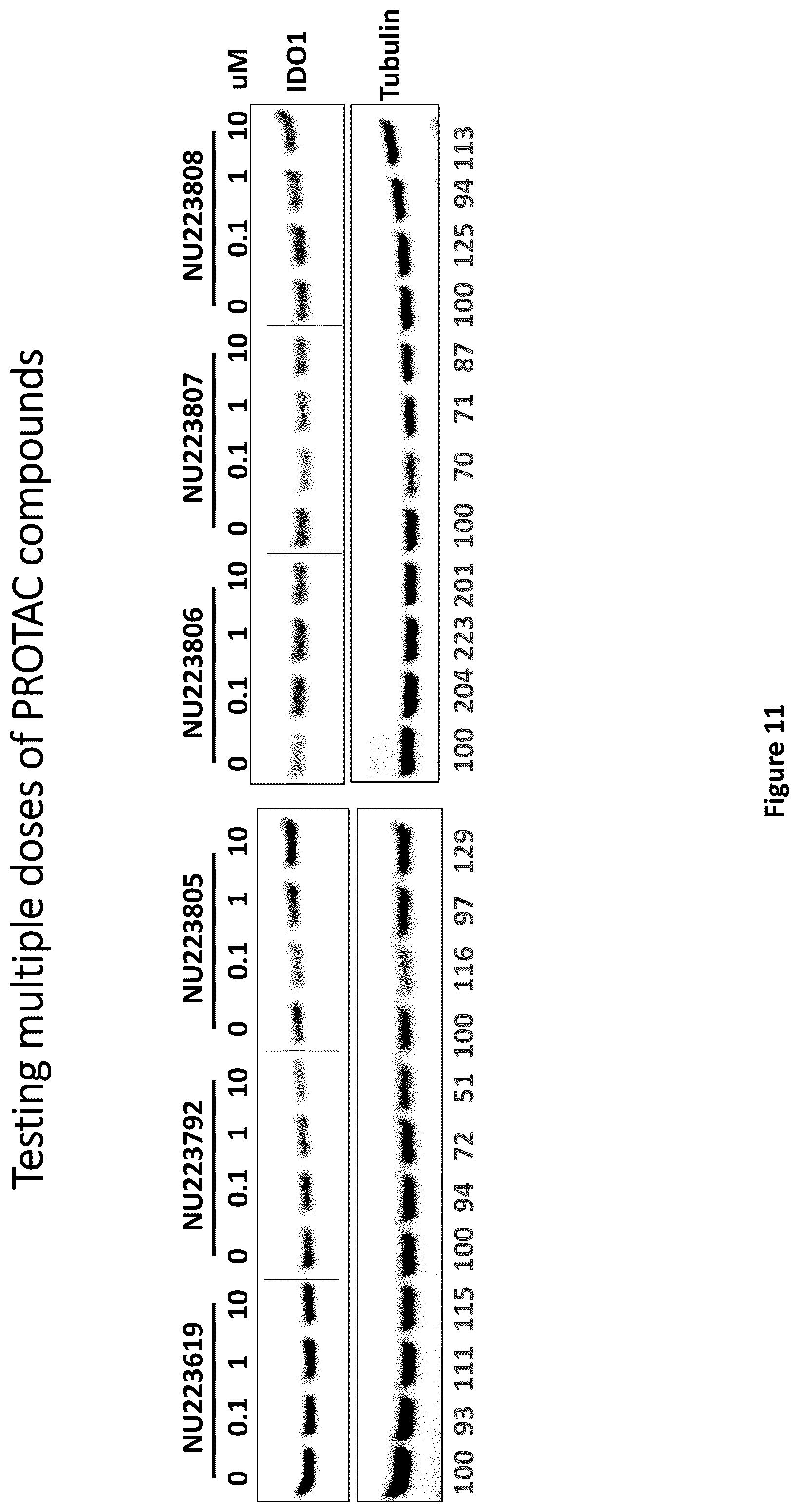 Patent US12311029 Figure 11 – Proteolysis-targeting chimeric molecules (PROTACs) that induce degradation of indoleamine 2,3-dioxygenase (IDO) protein