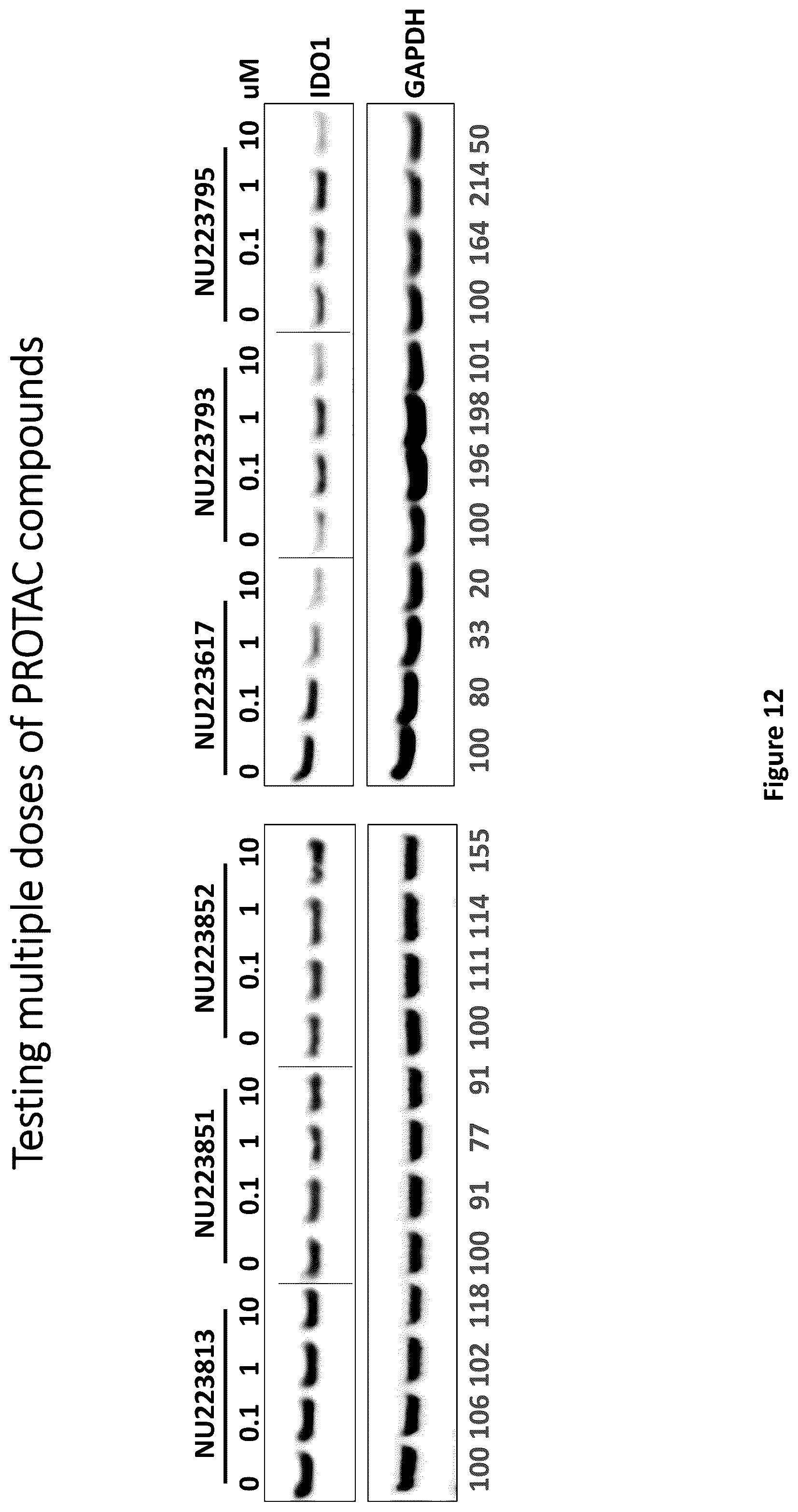 Patent US12311029 Figure 12 – Proteolysis-targeting chimeric molecules (PROTACs) that induce degradation of indoleamine 2,3-dioxygenase (IDO) protein
