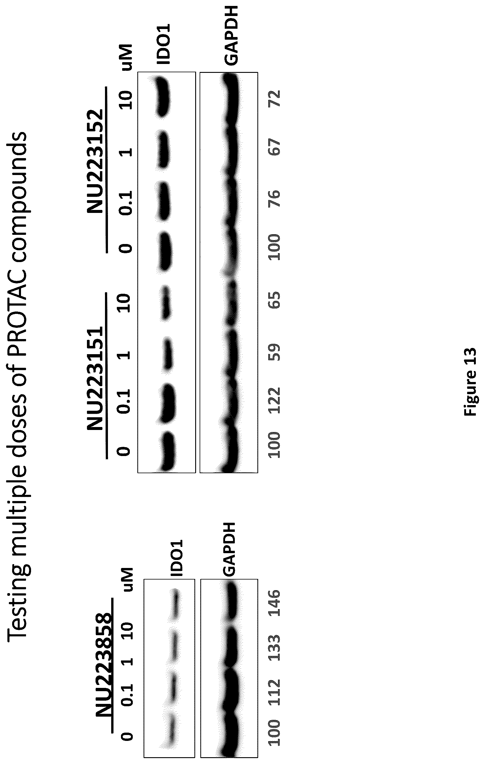 Patent US12311029 Figure 13 – Proteolysis-targeting chimeric molecules (PROTACs) that induce degradation of indoleamine 2,3-dioxygenase (IDO) protein